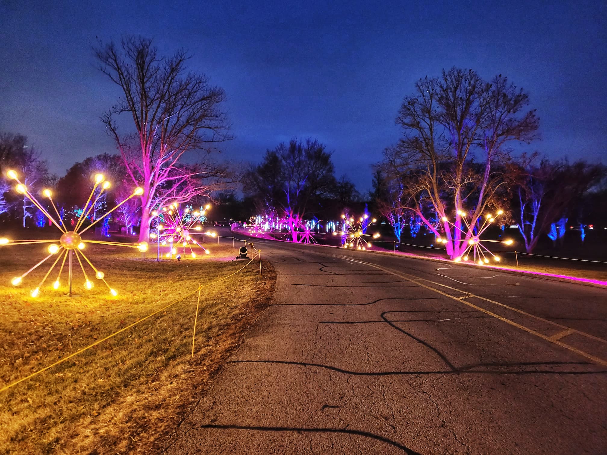photo of morton arboretum illumination: tree lights walk through christmas light display