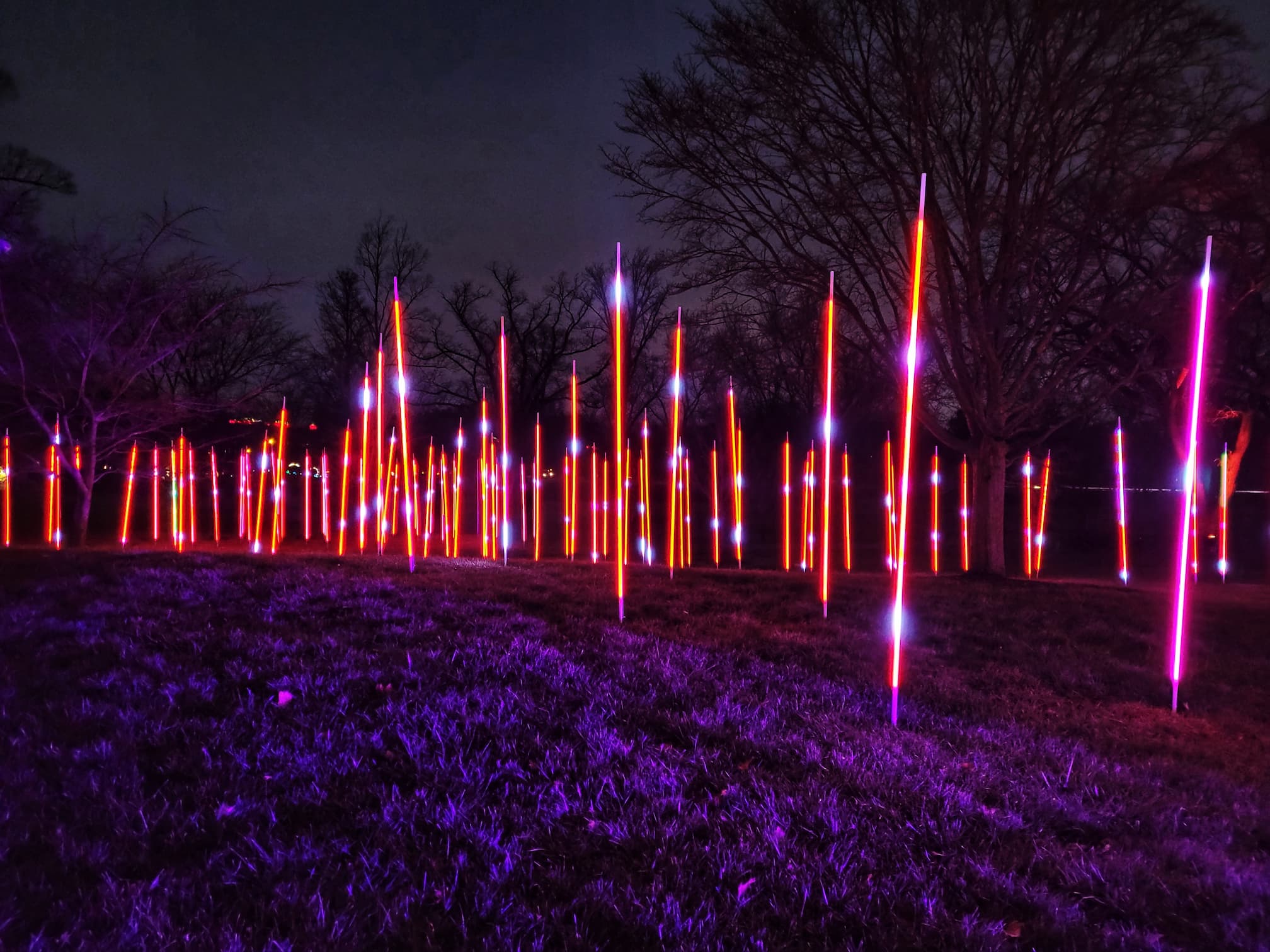 photo of morton arboretum illumination: tree lights walk through christmas light display