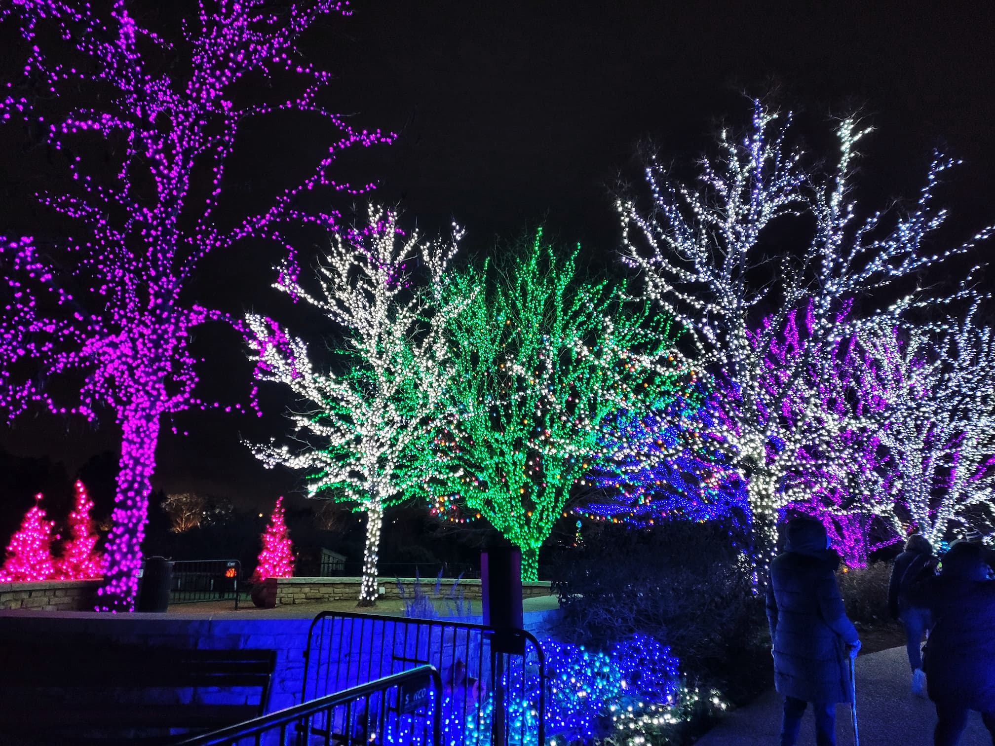 photo of morton arboretum illumination: tree lights walk through christmas light display
