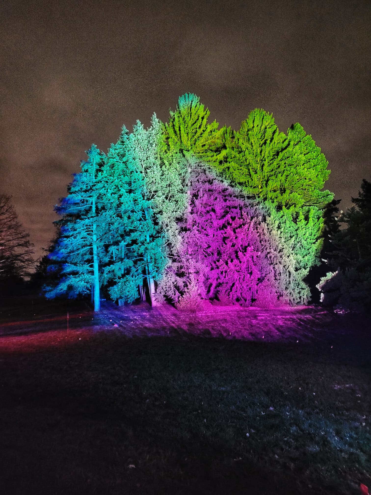 photo of morton arboretum illumination: tree lights walk through christmas light display