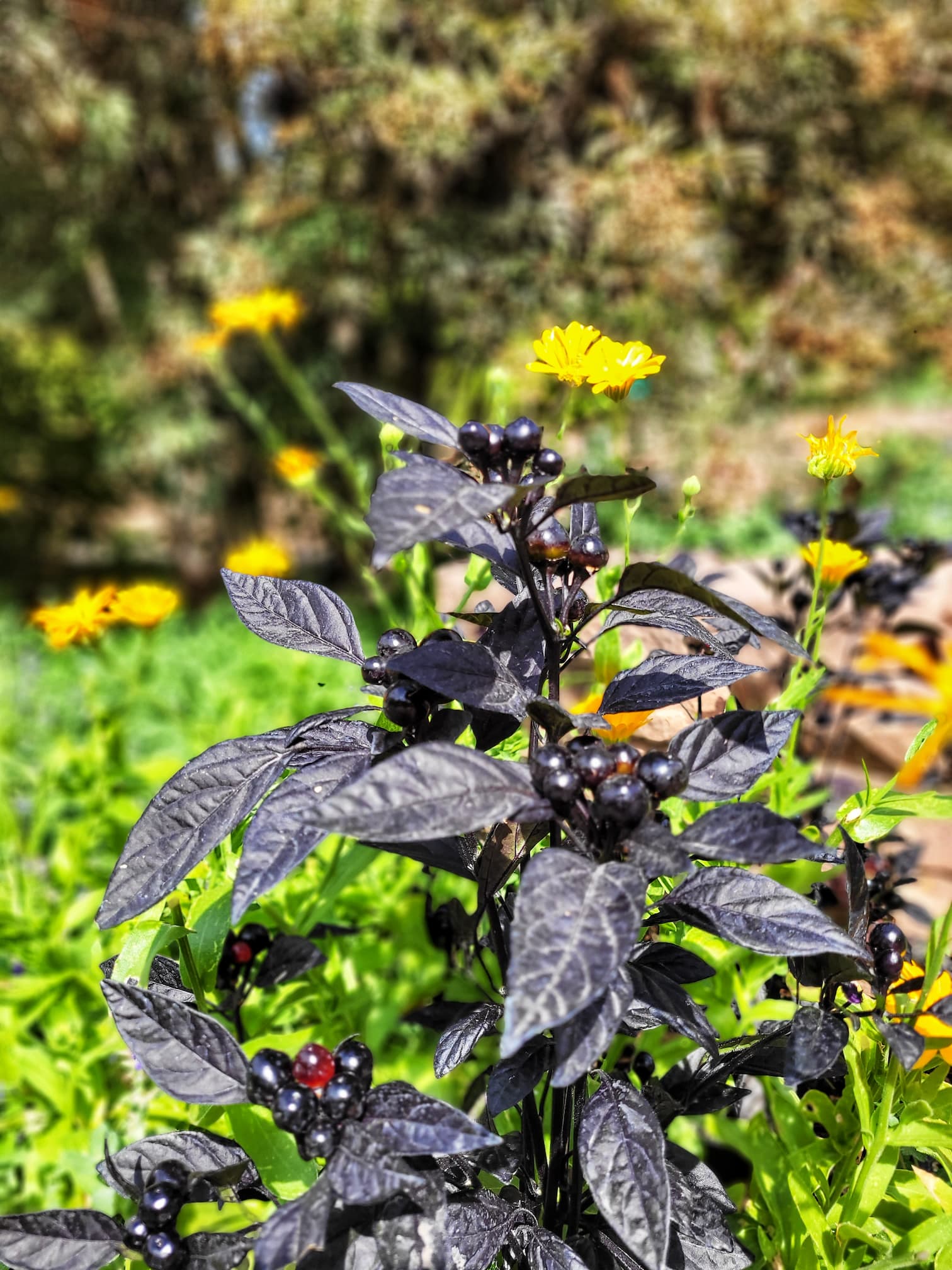 photo of red butte garden peppers
