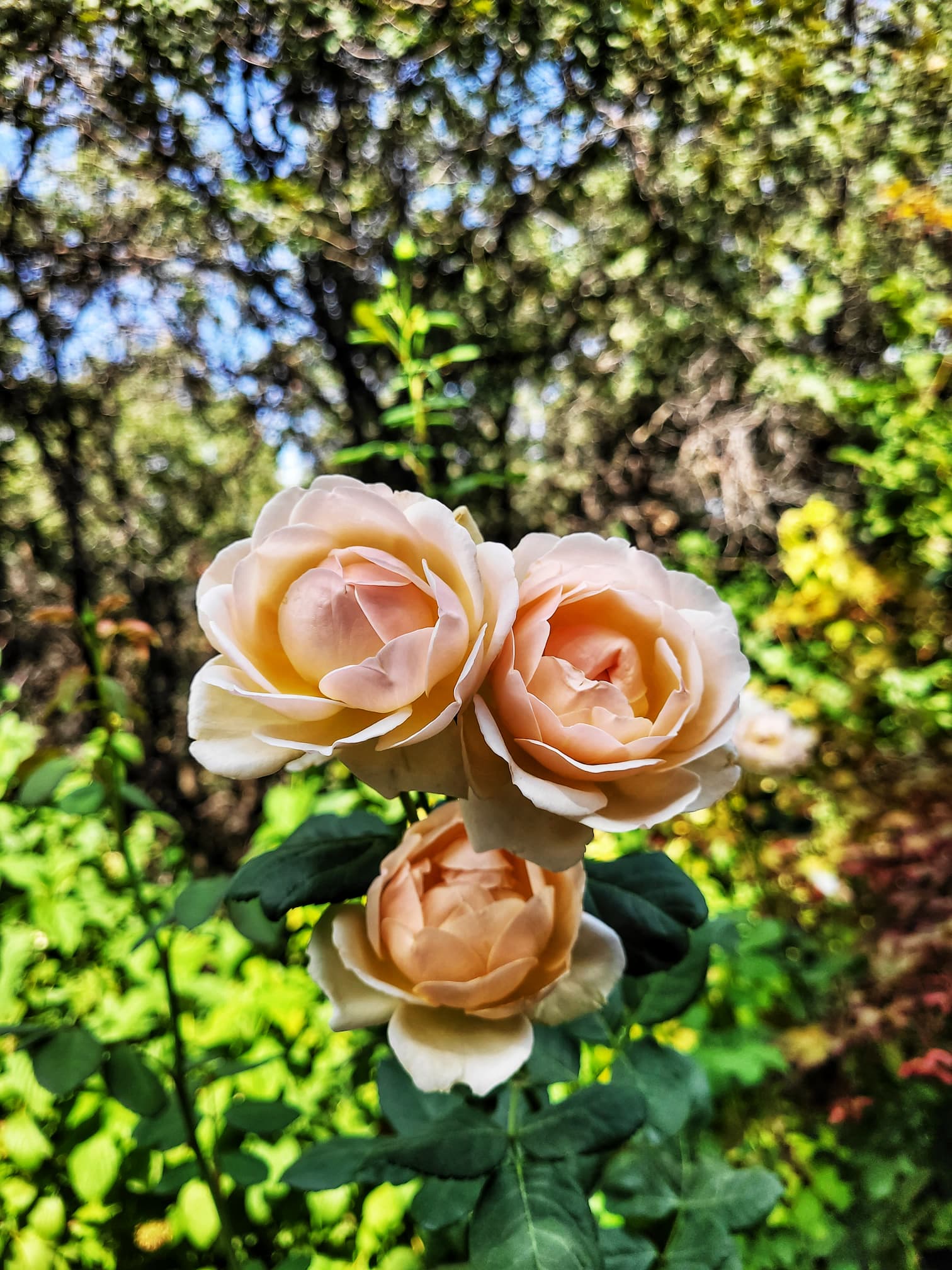 photo of red butte garden roses
