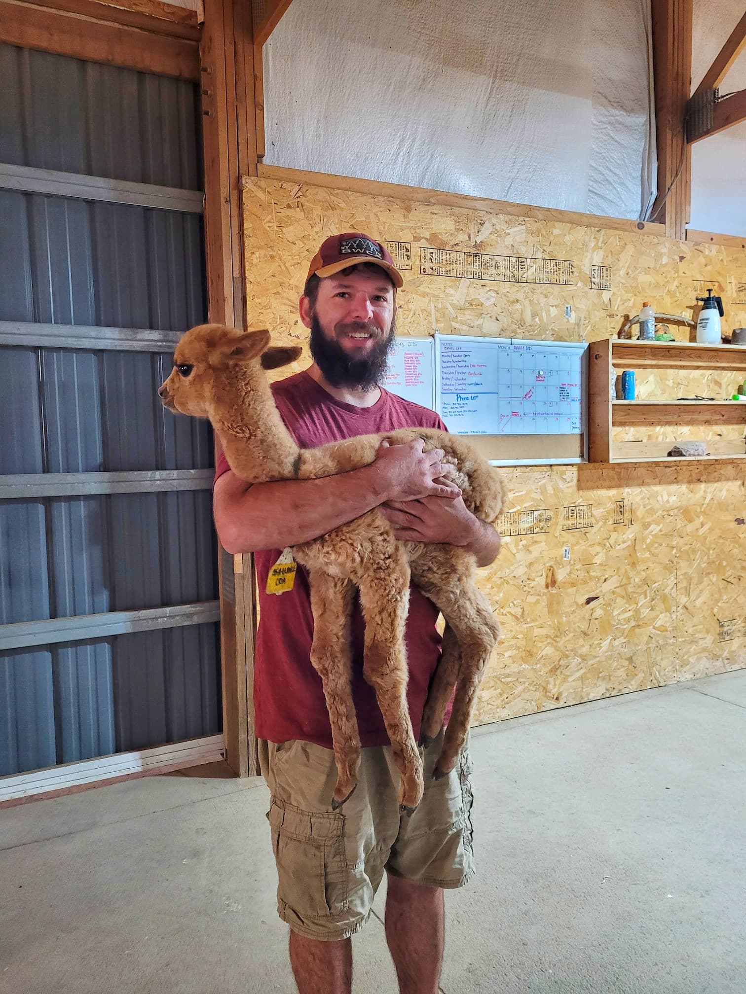 photo of red granite ranch alpacas
