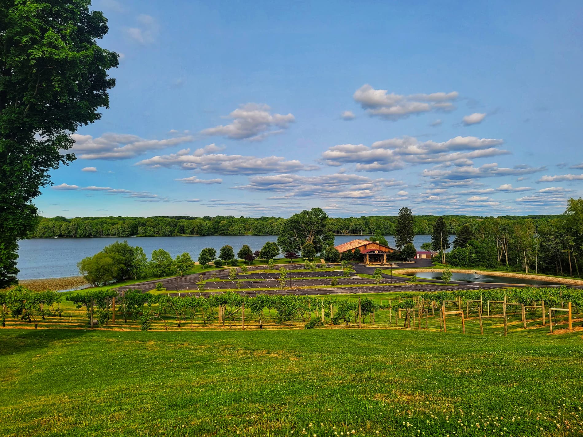photo of the vineyards at pine lake 