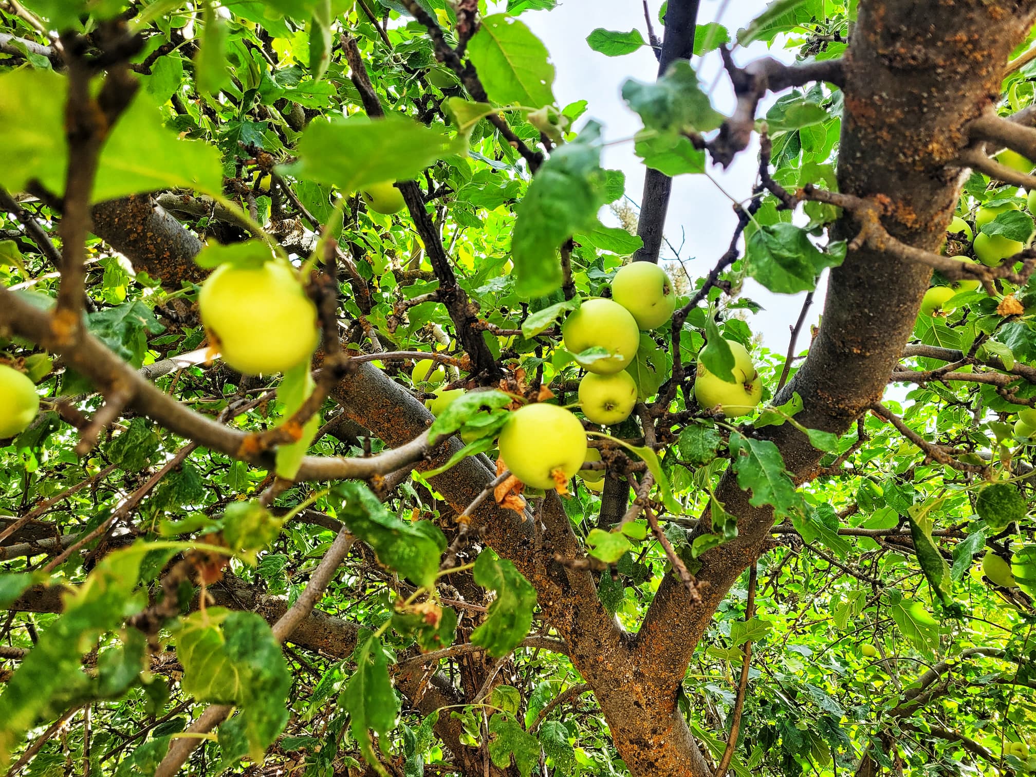 photo of wasatch mountain state park apple orchard