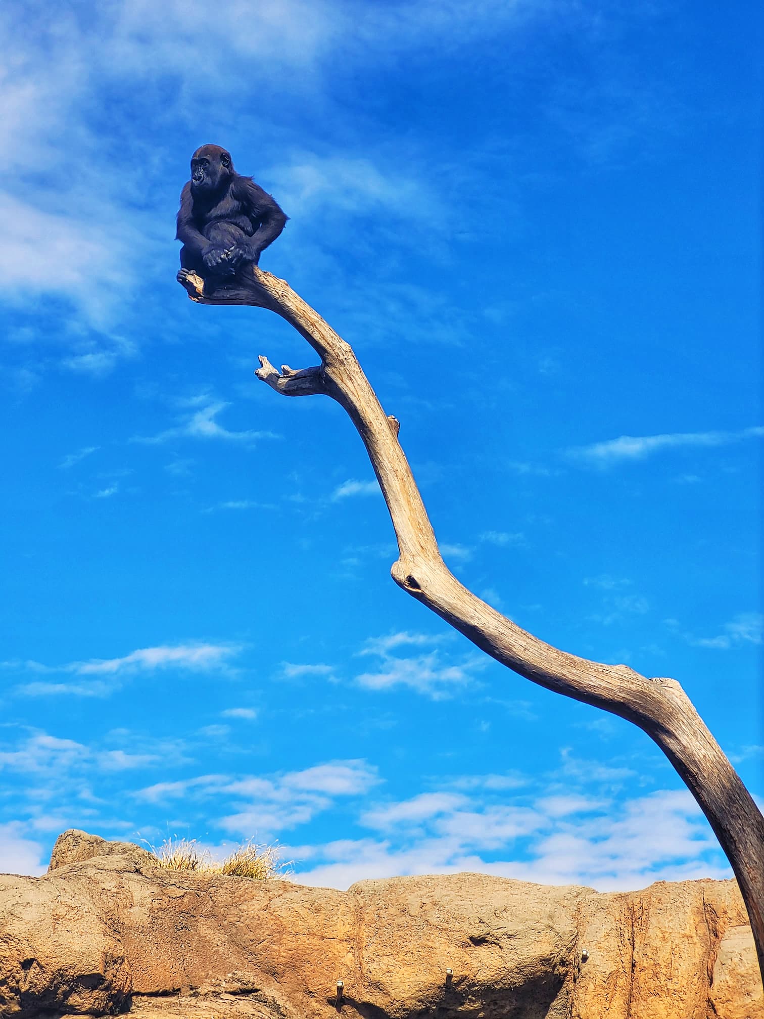 photo of abq biopark primate