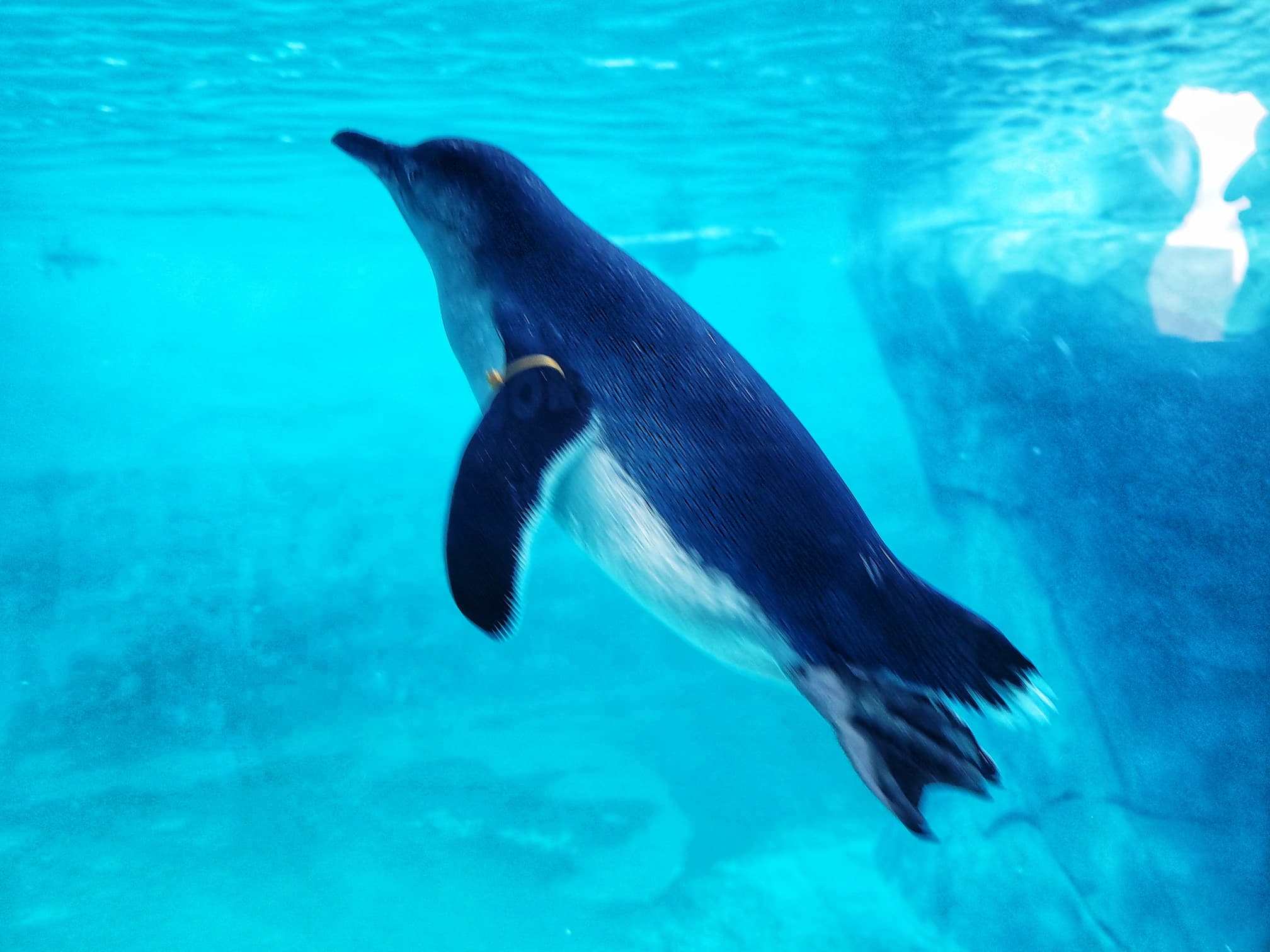 photo of abq biopark penguin