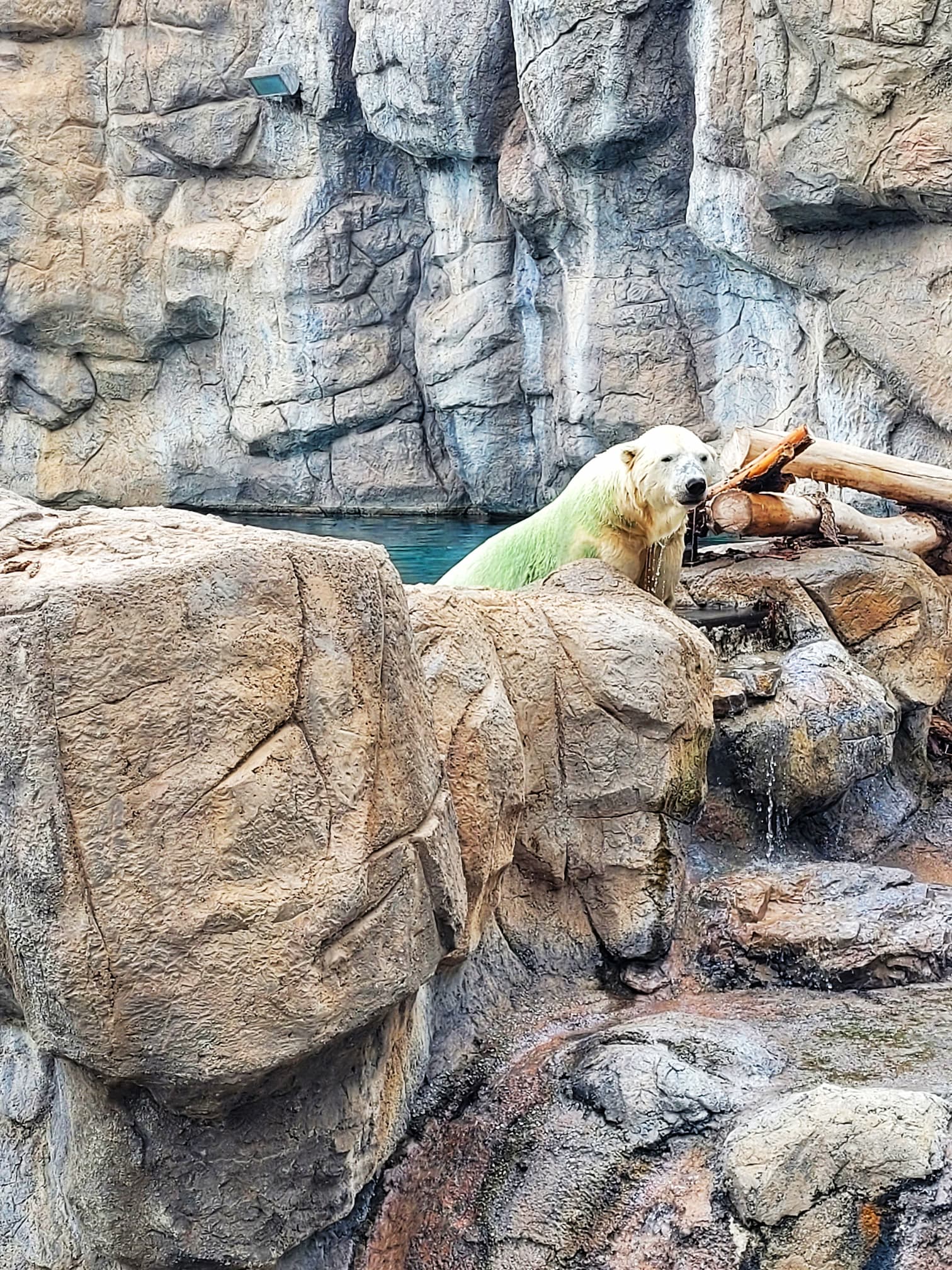 photo of abq biopark polar bear