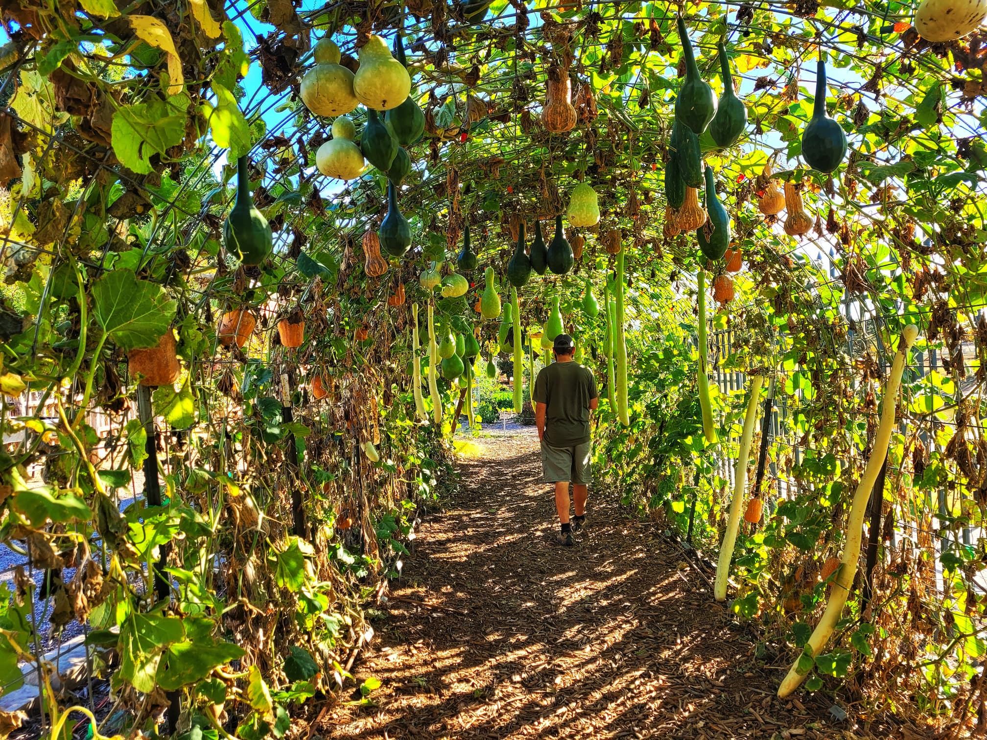 photo of amarillo botanical gardens