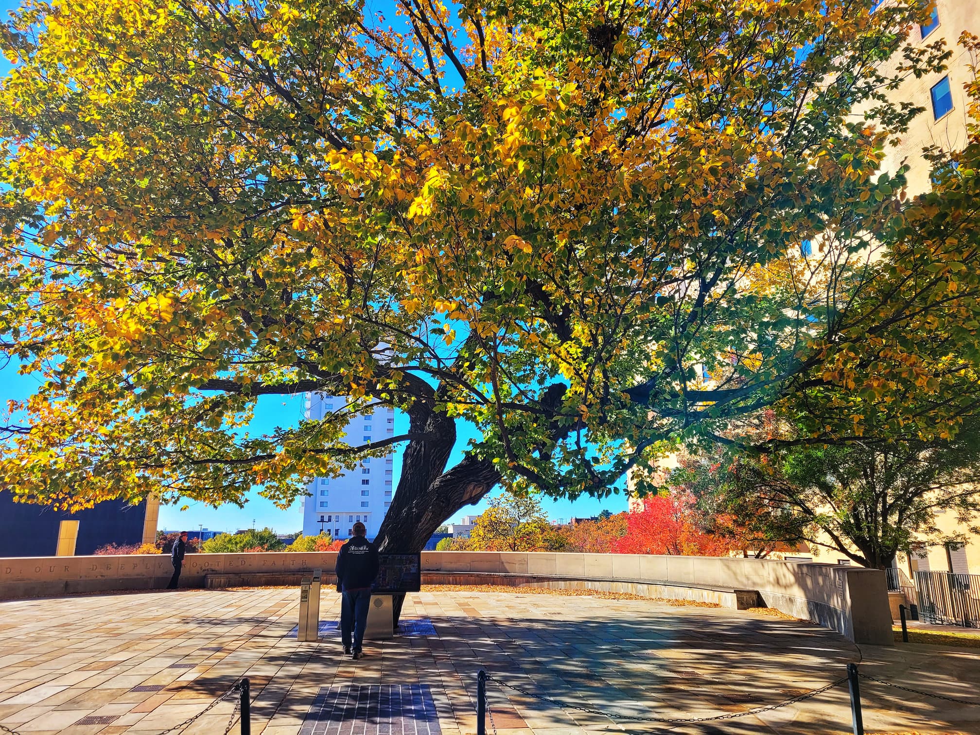 photo of okc memorial survivor tree