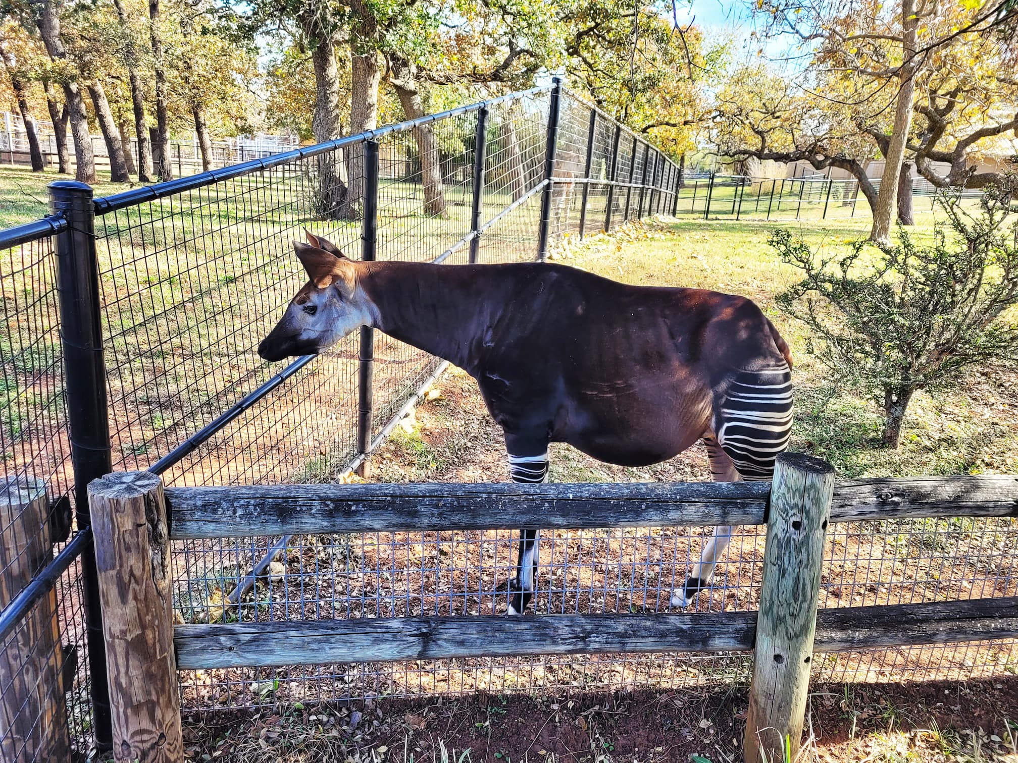 photo of okc zoo
