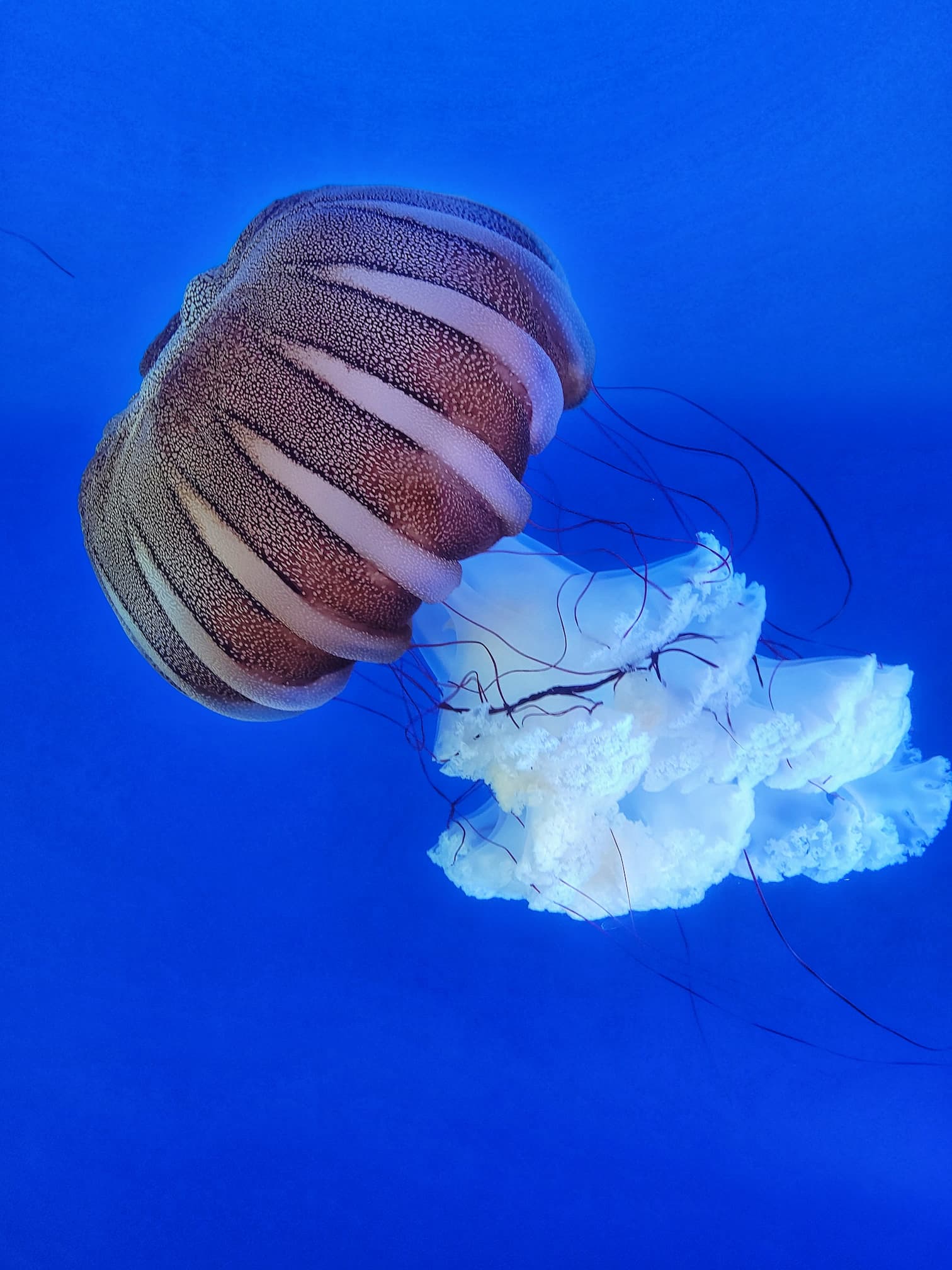 photo of jellyfish at oregon coast aquarium