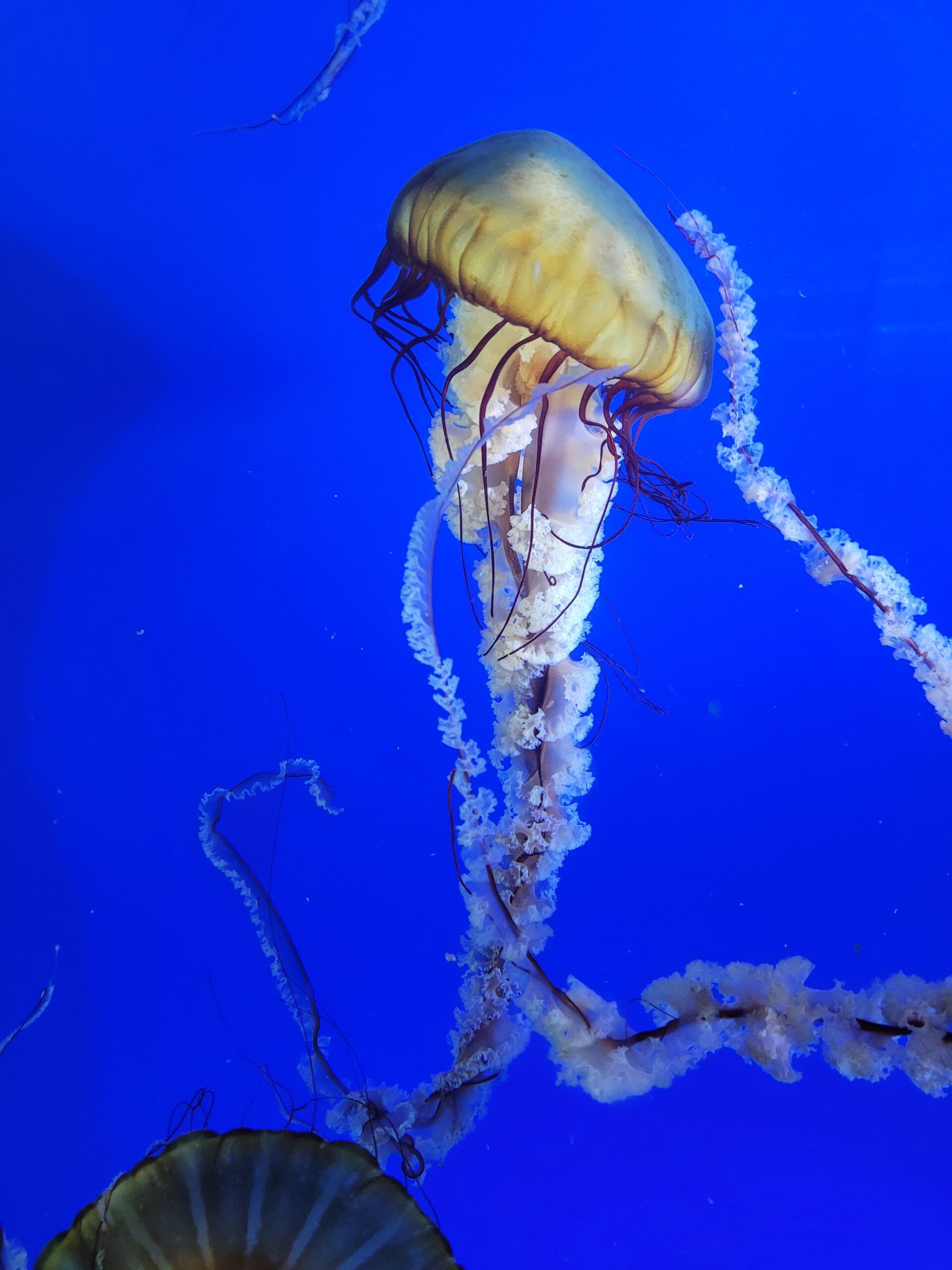 photo of jellyfish at oregon coast aquarium