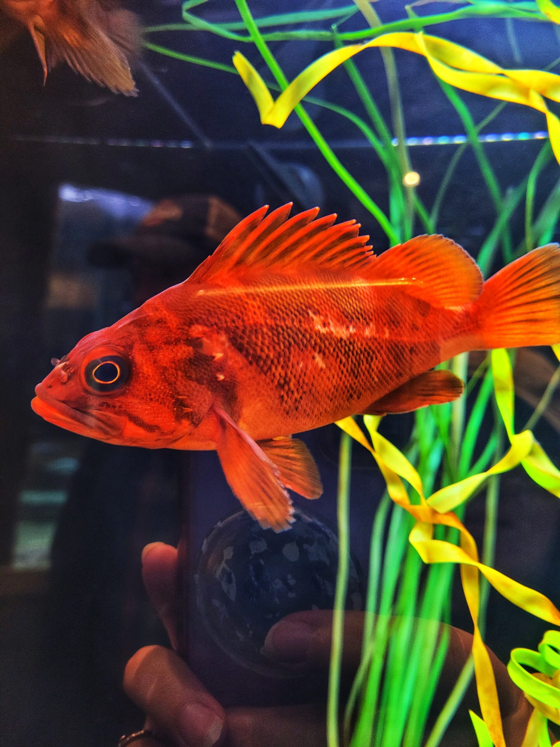 photo of orange fish at oregon coast aquarium