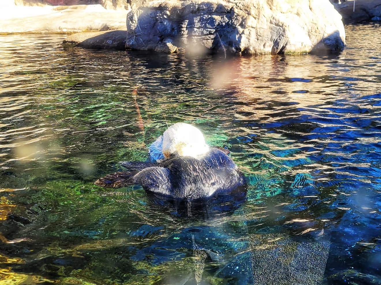 photo of sea otter at oregon coast aquarium