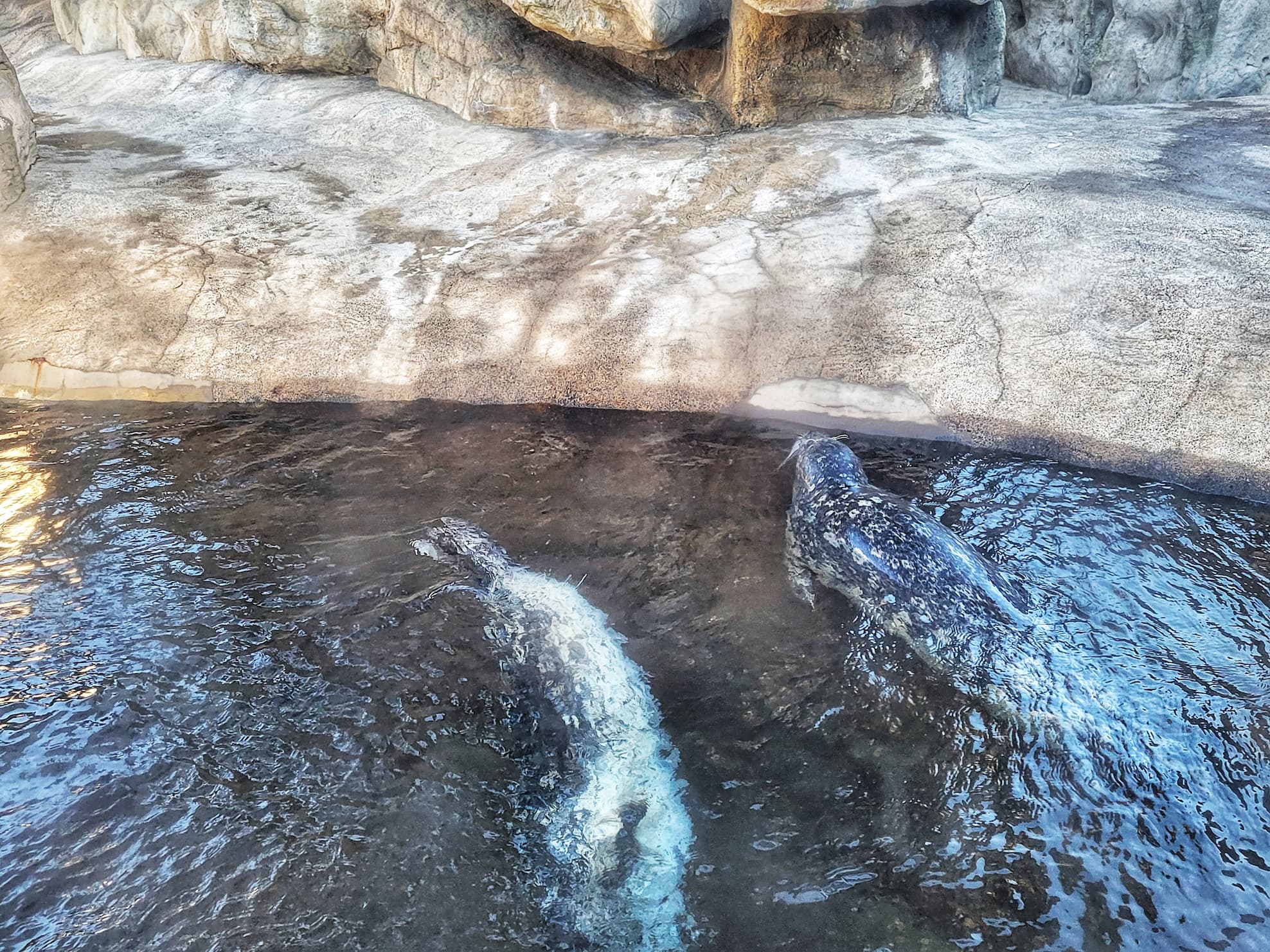 photo of harbor seals at oregon coast aquarium