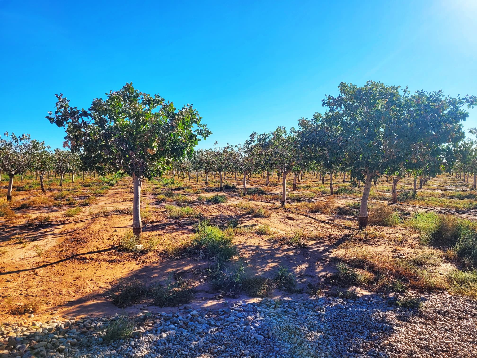 photo of pistachioland pistachio orchard