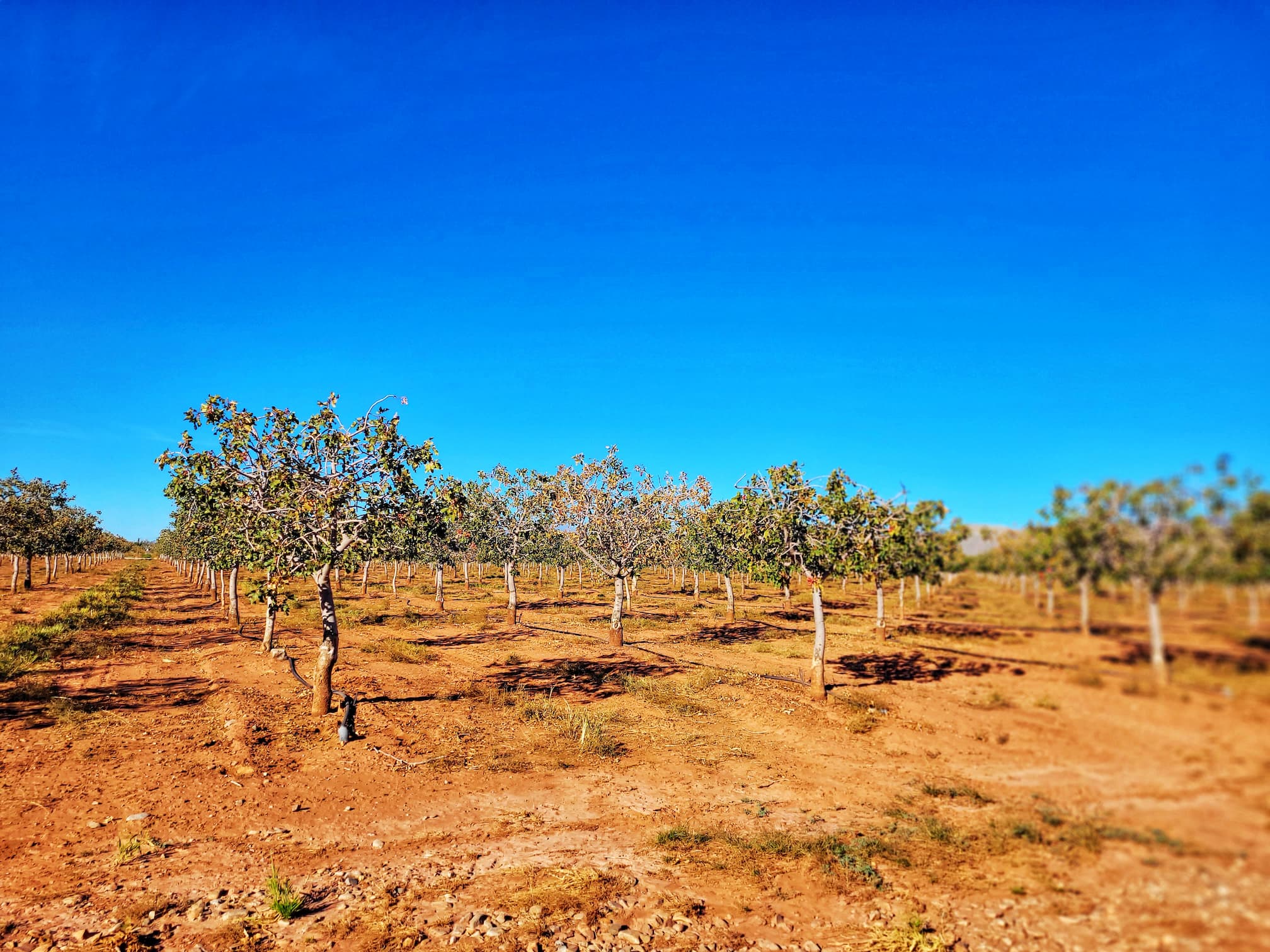 photo of pistachioland pistachio orchard
