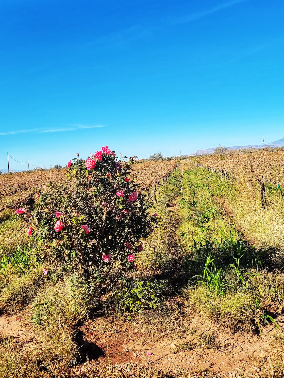 photo of pistachioland vineyard