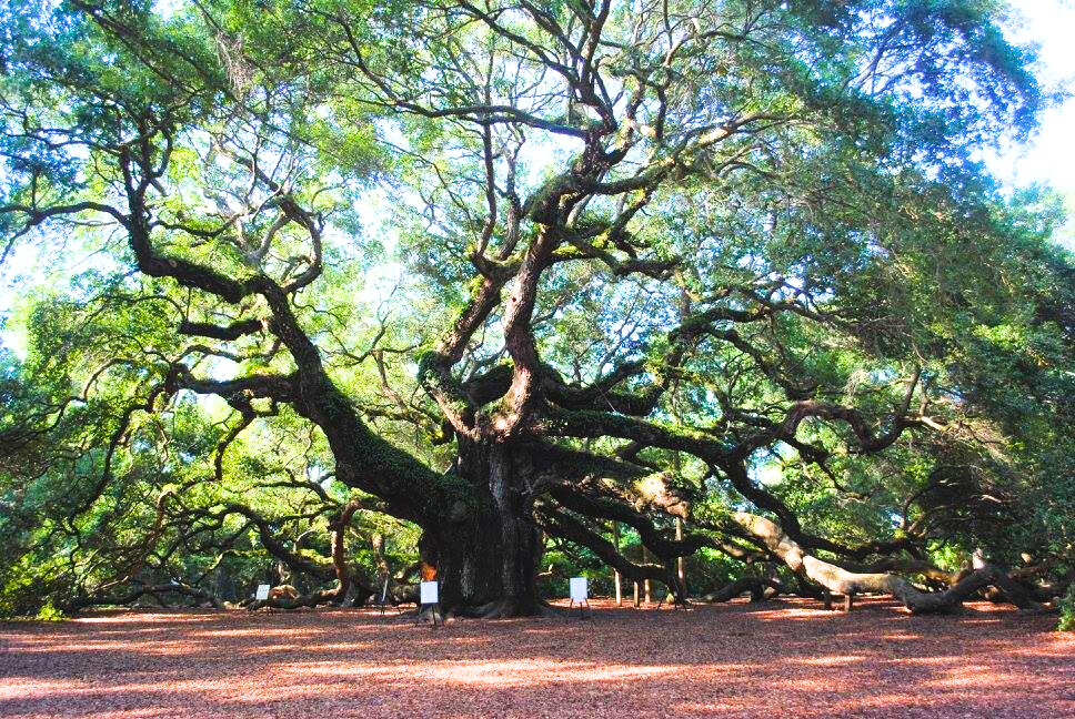 photo of charleston angel oak