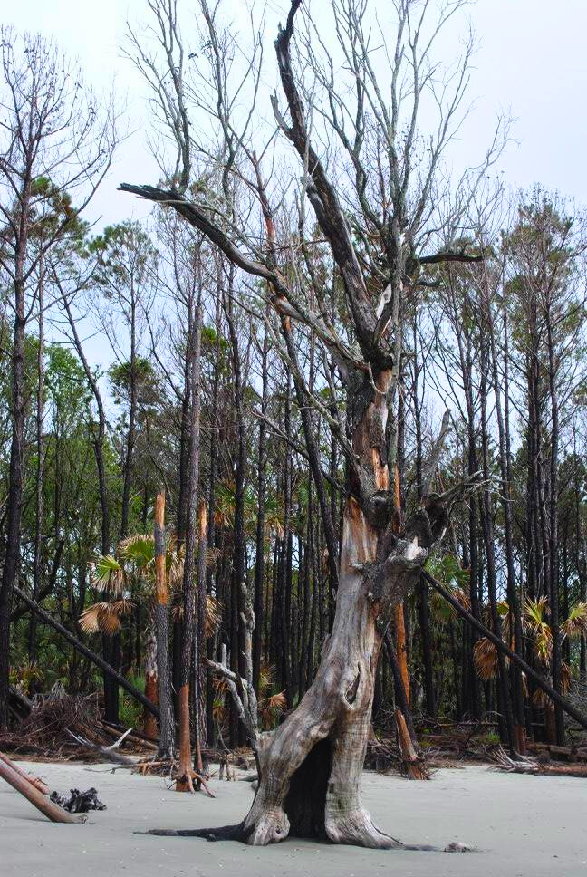 photo of capers island preserve