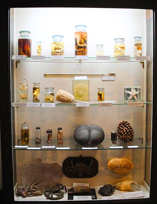 photo of charleston museum