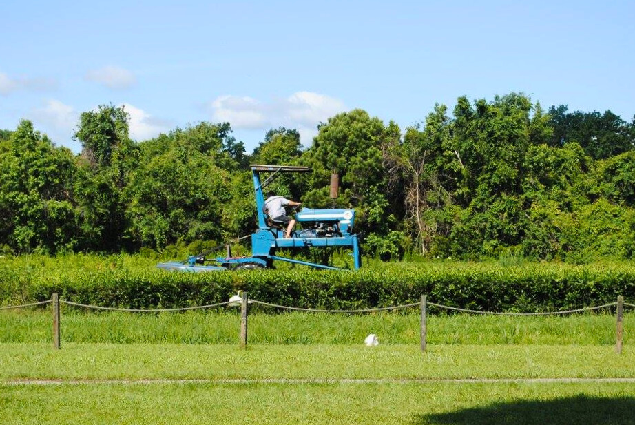 photo of charleston tea garden tractor