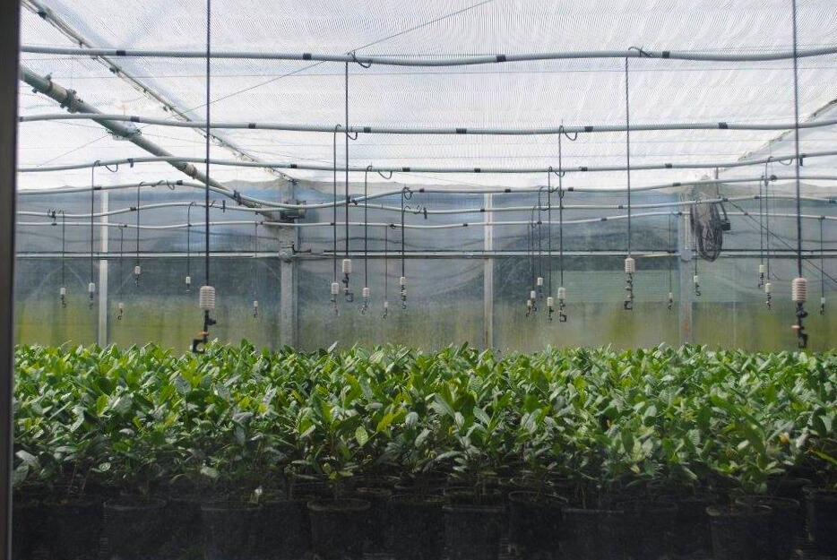 photo of charleston tea garden greenhouse