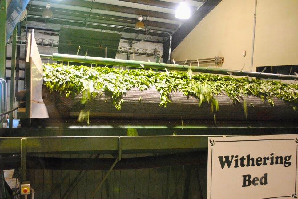 photo of charleston tea garden factory