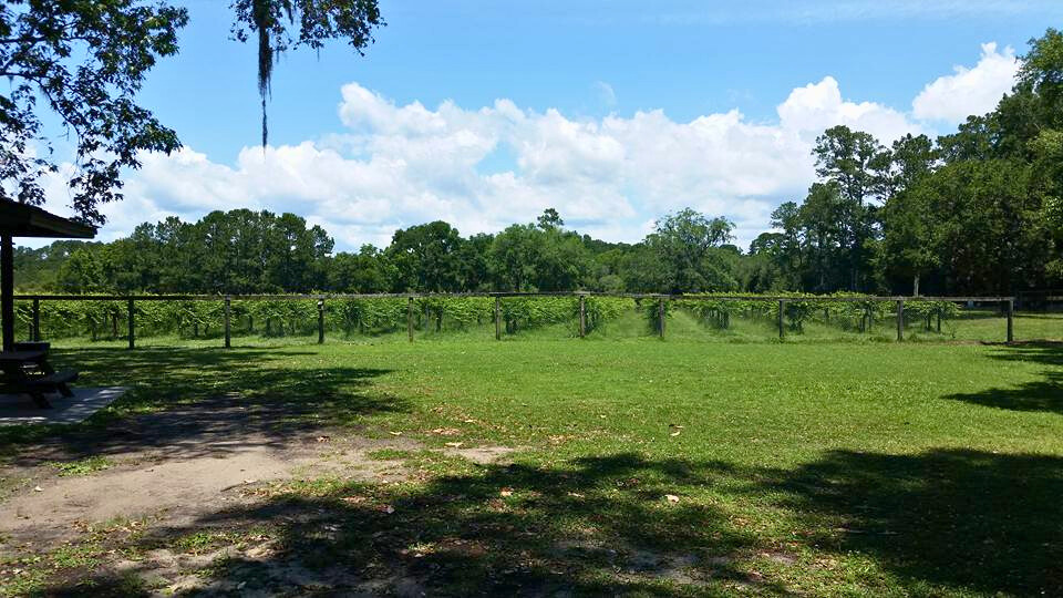 photo of deep water vineyard