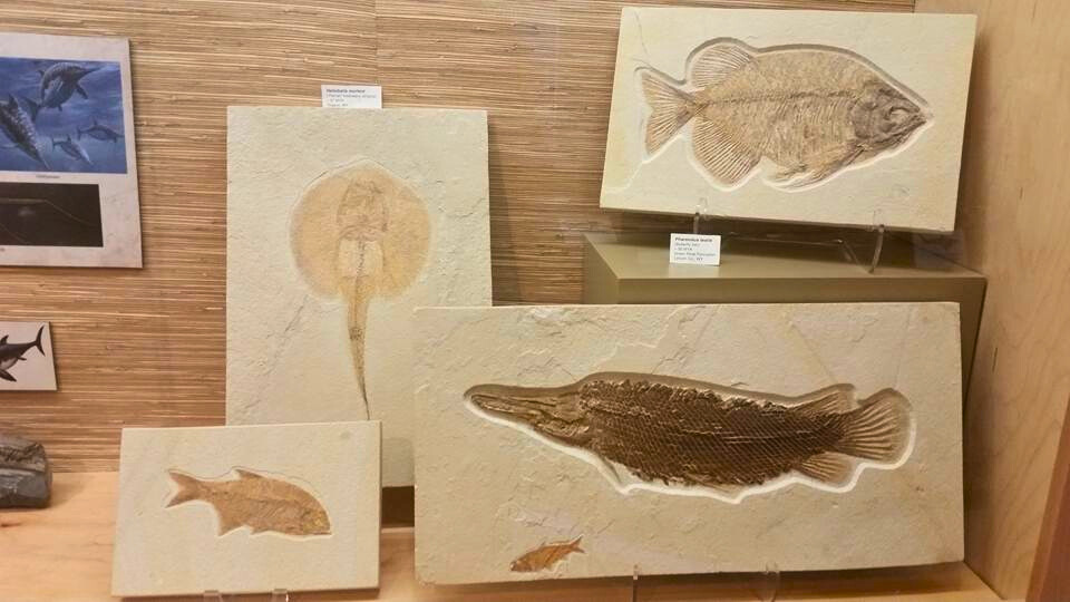 photo of exhibit at mace brown natural history museum