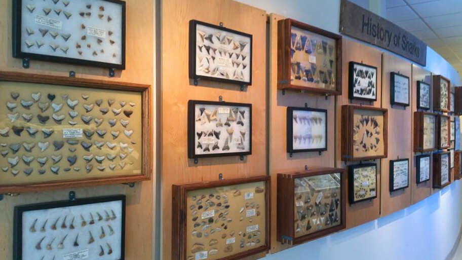 photo of exhibit at mace brown natural history museum