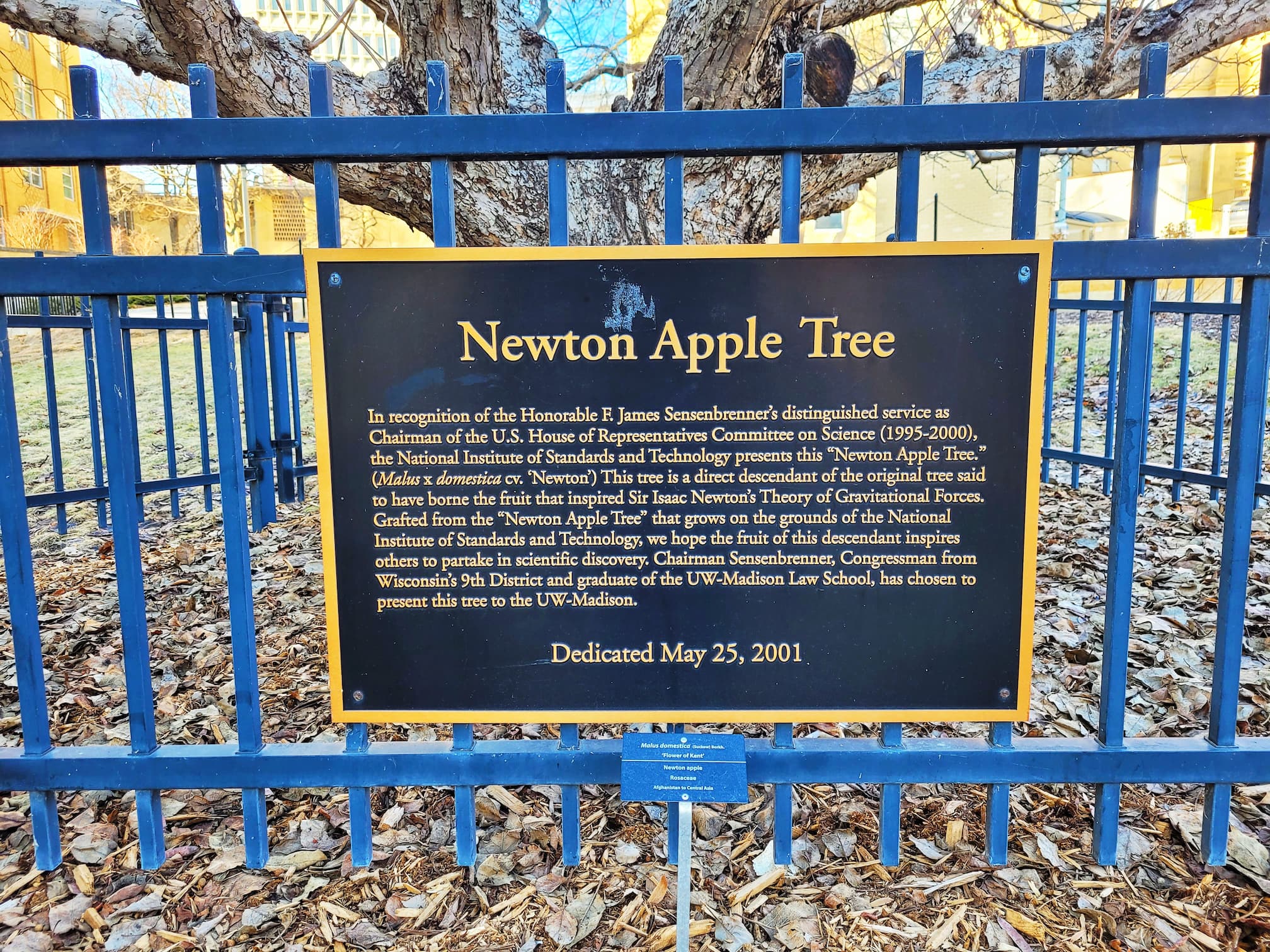 photo of uw-madison newton apple tree plaque