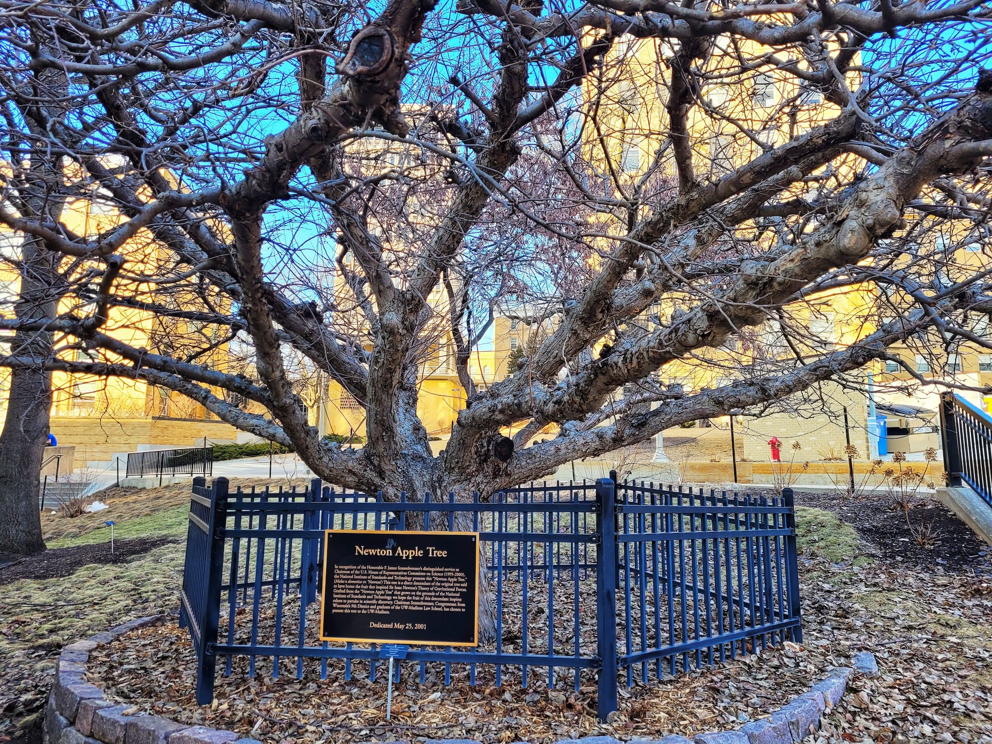 photo of uw-madison newton apple tree