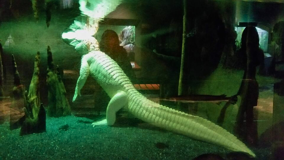 photo of white alligator at south carolina aquarium