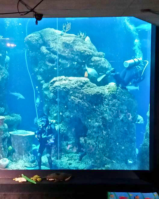 photo of divers at south carolina aquarium