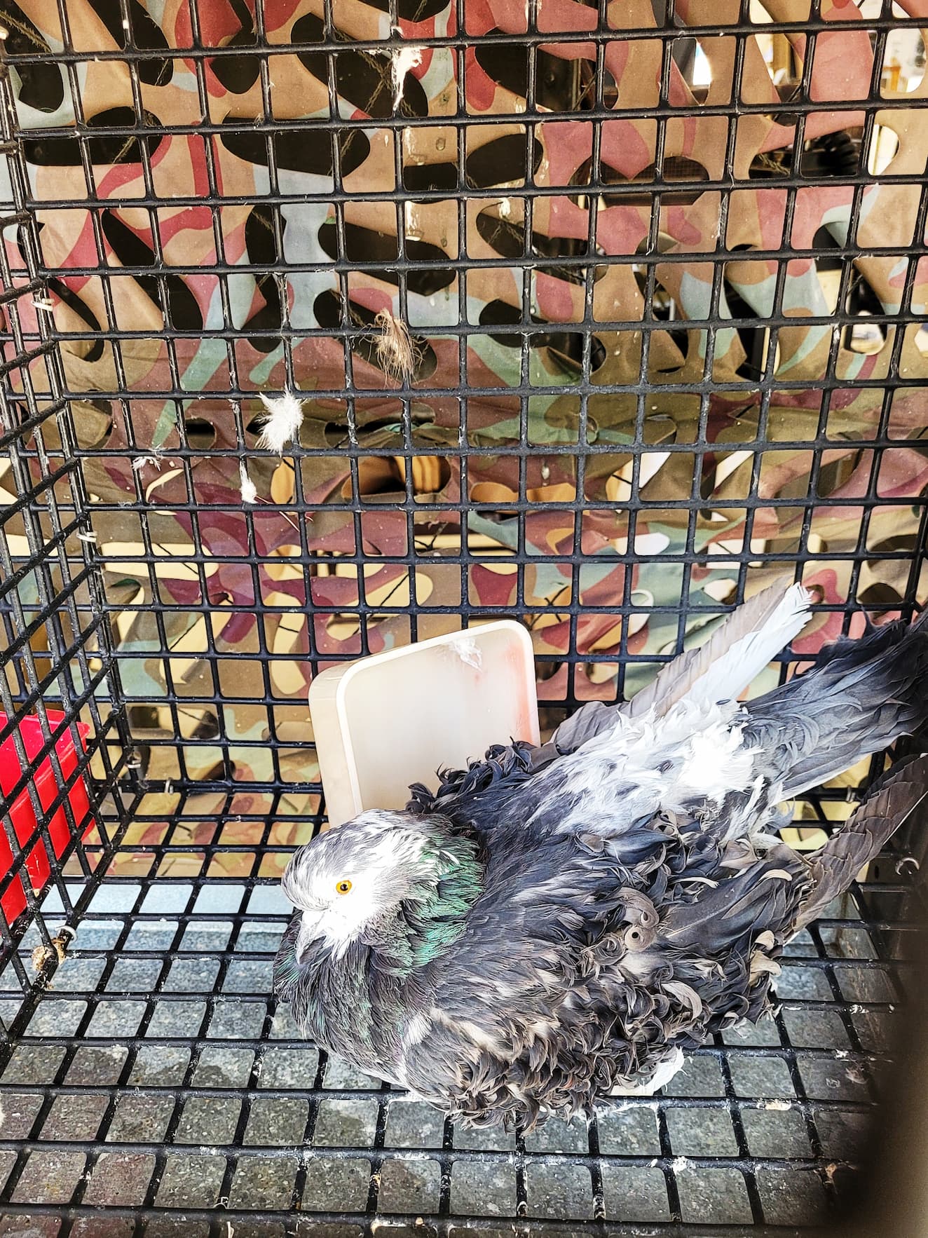photo of pigeon at american pigeon museum