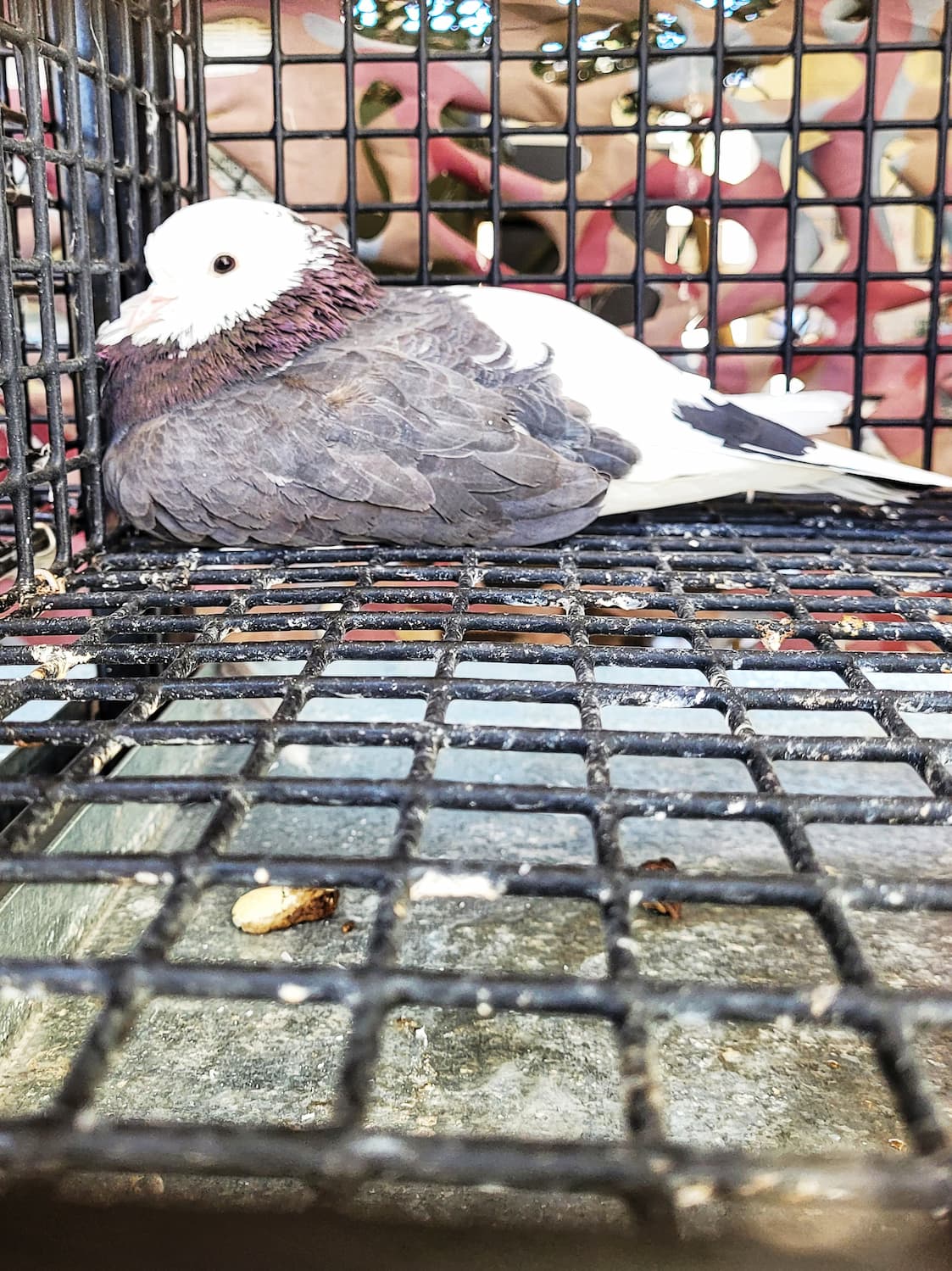 photo of pigeon at american pigeon museum