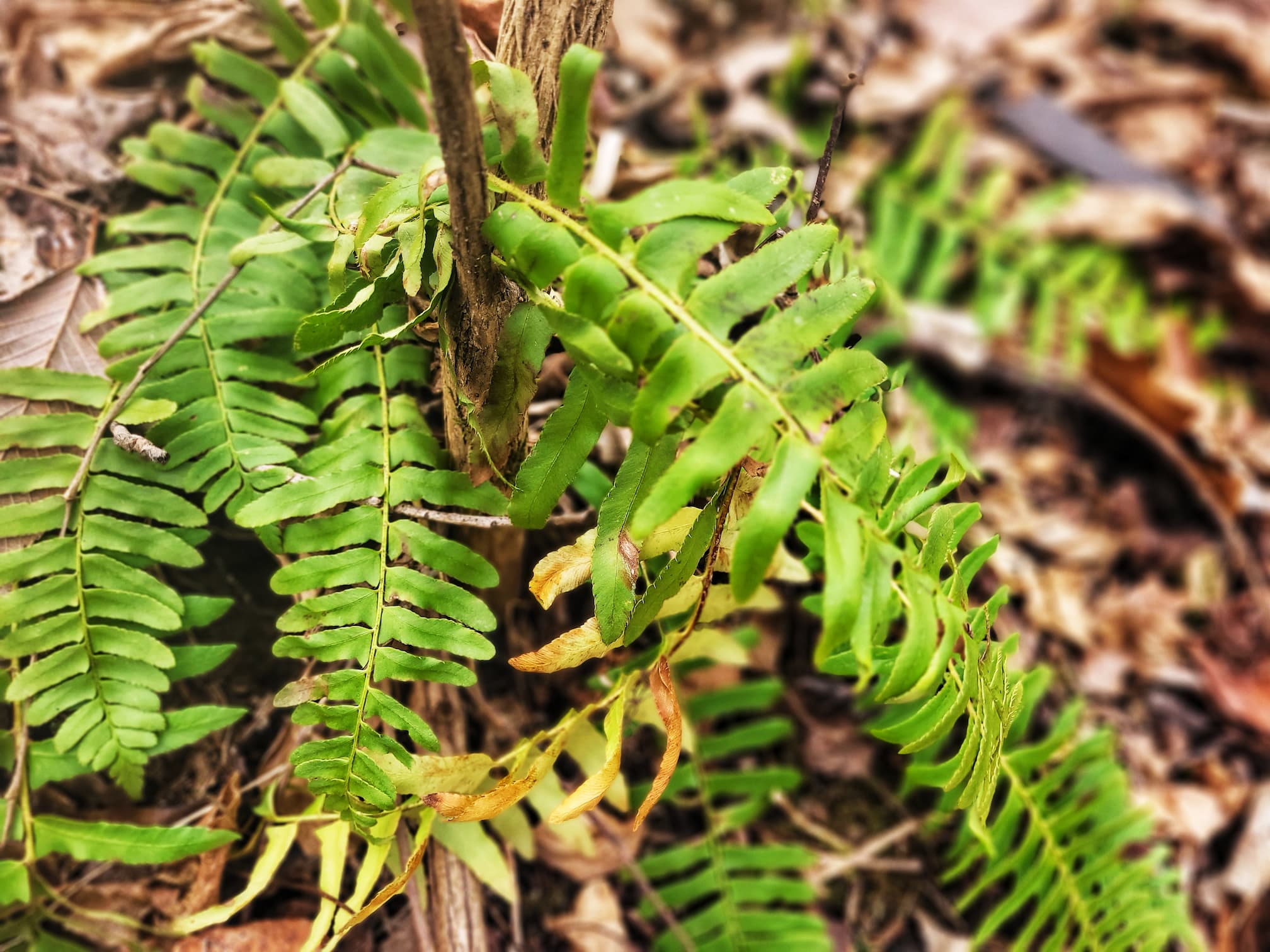 photo of babler state park fern