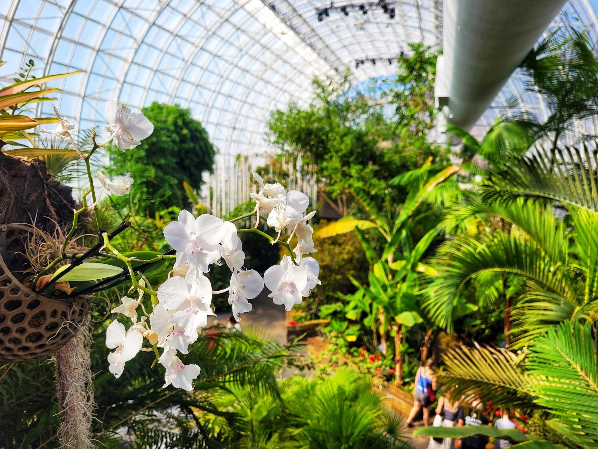 photo of orchids inside crystal bridge conservatory