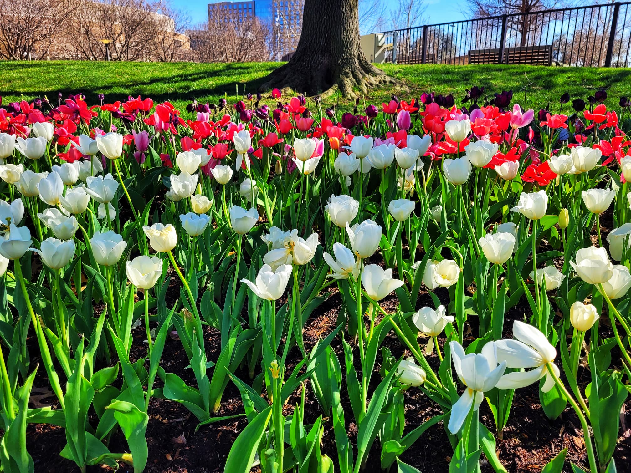 photo of tulips at myriad botanical gardens