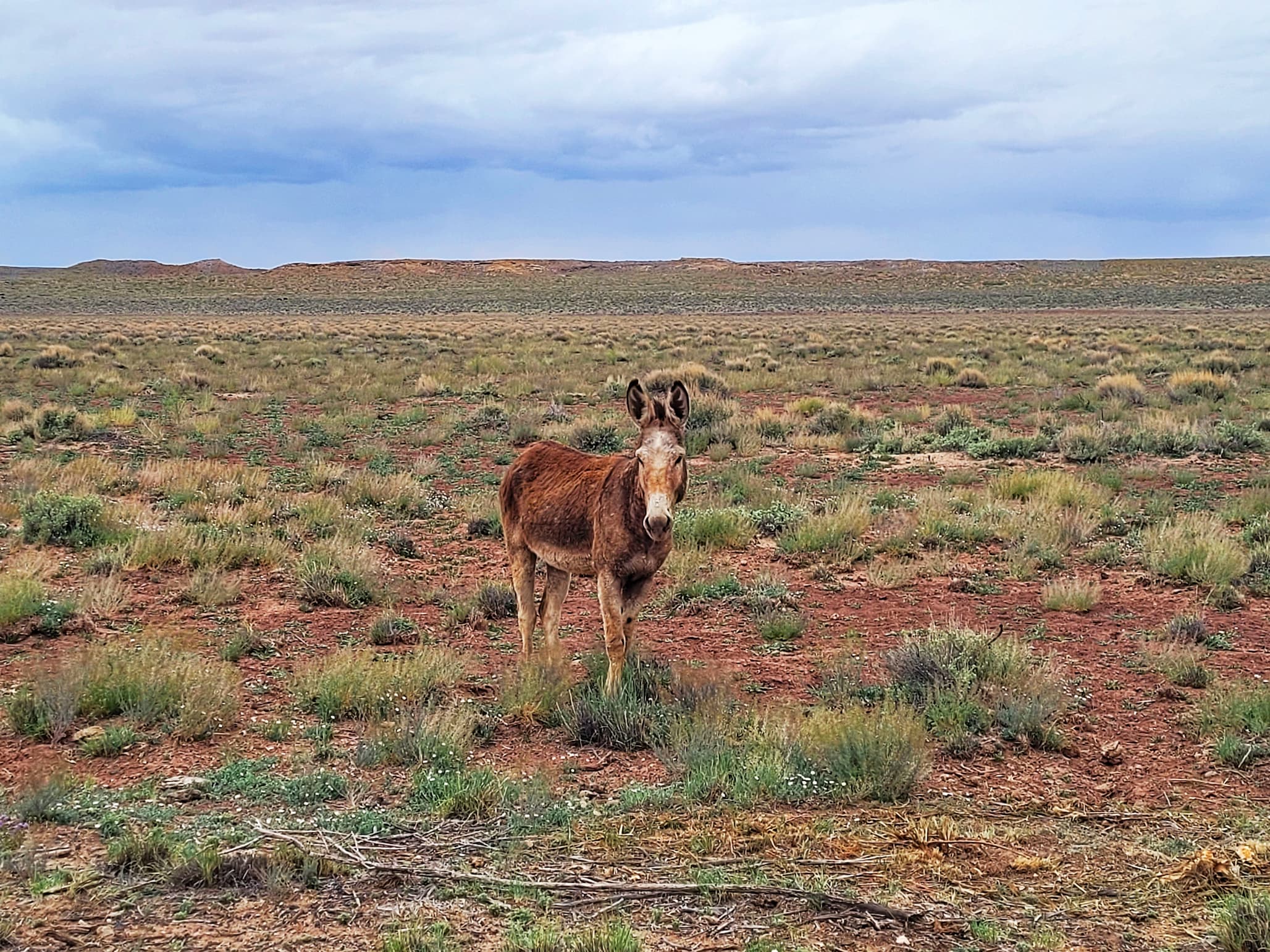 photo of homolovi state park burro