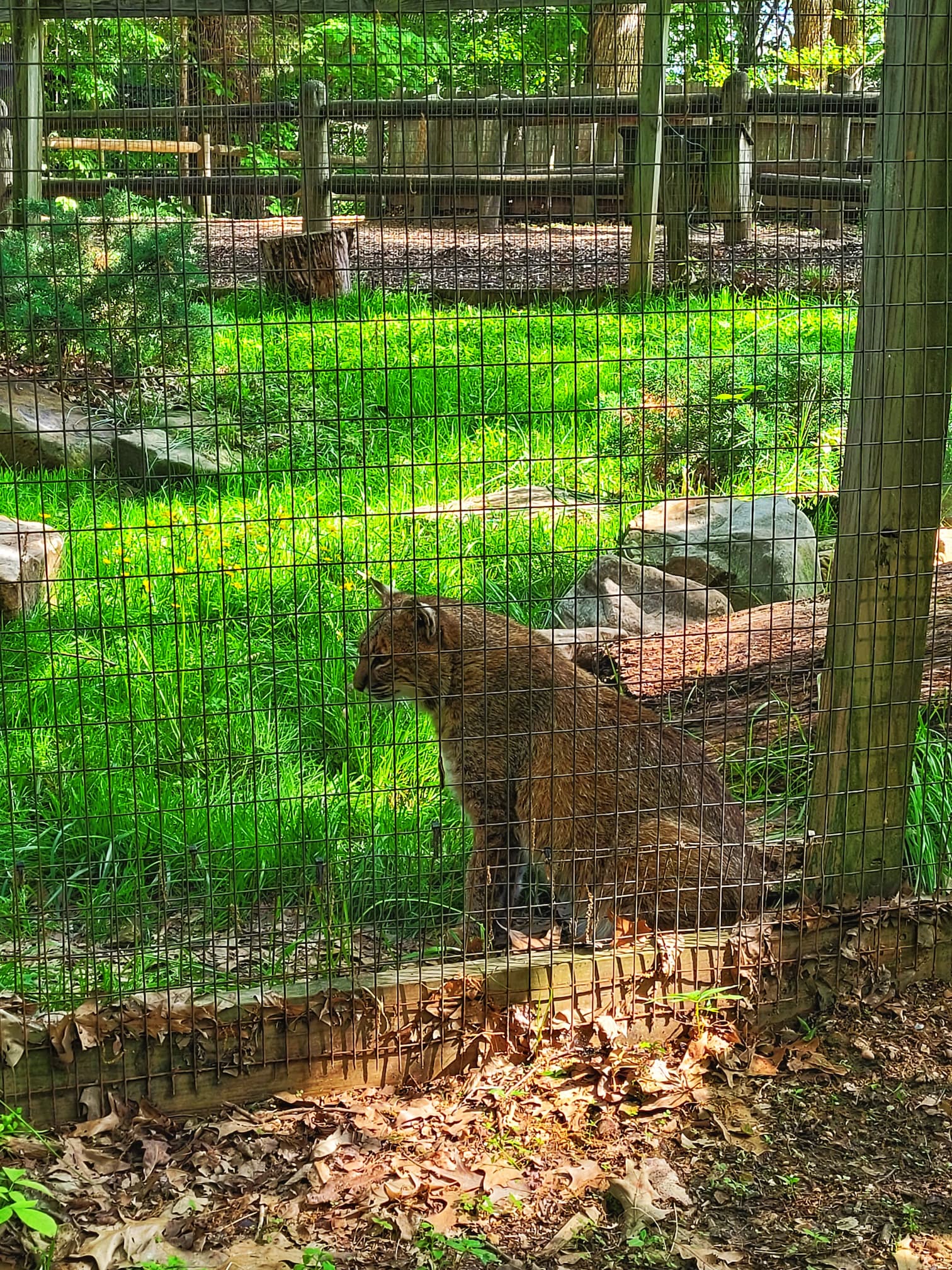 photo of bobcat at woodlands nature station