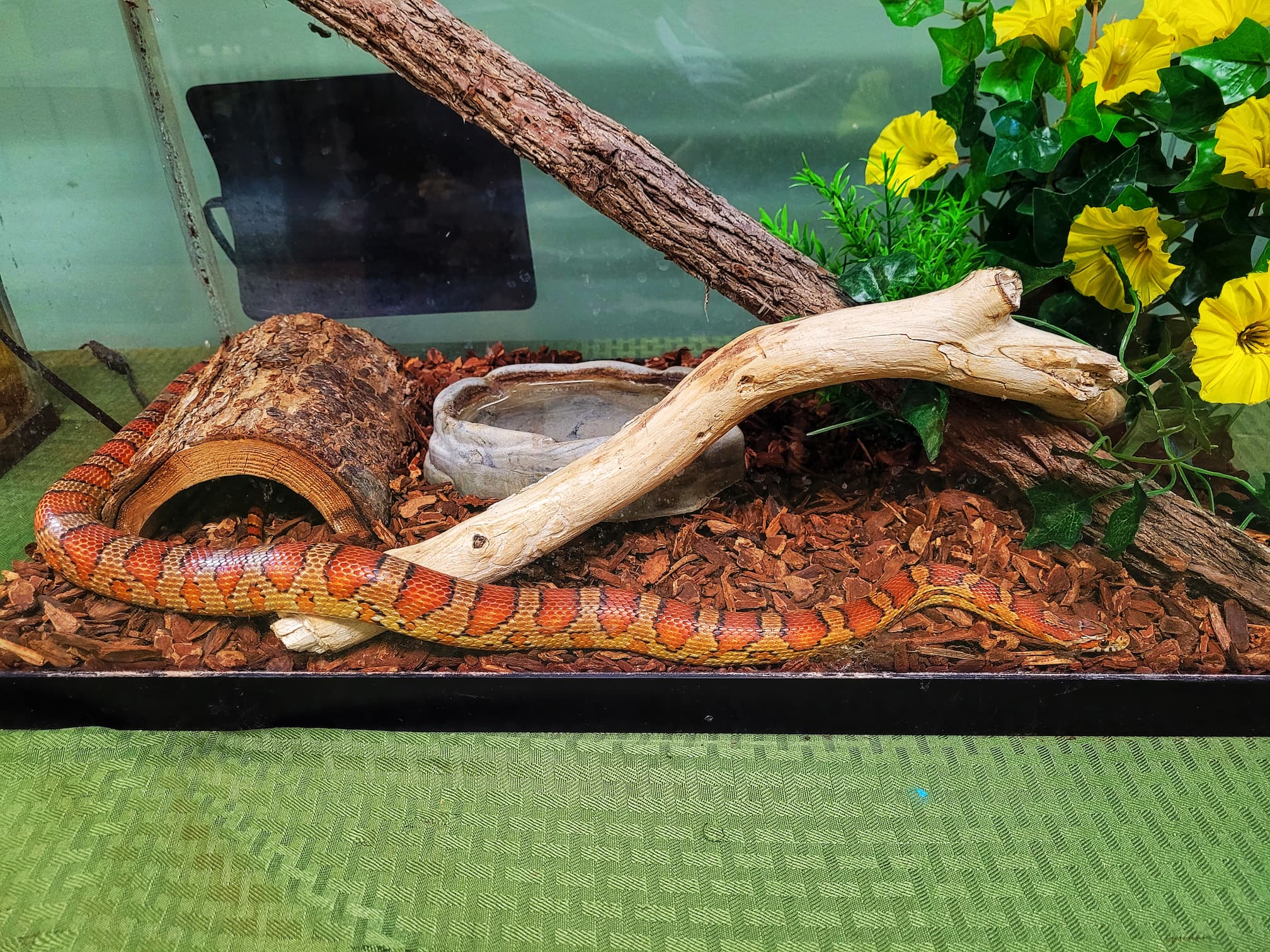 photo of corn snake at woodlands nature station
