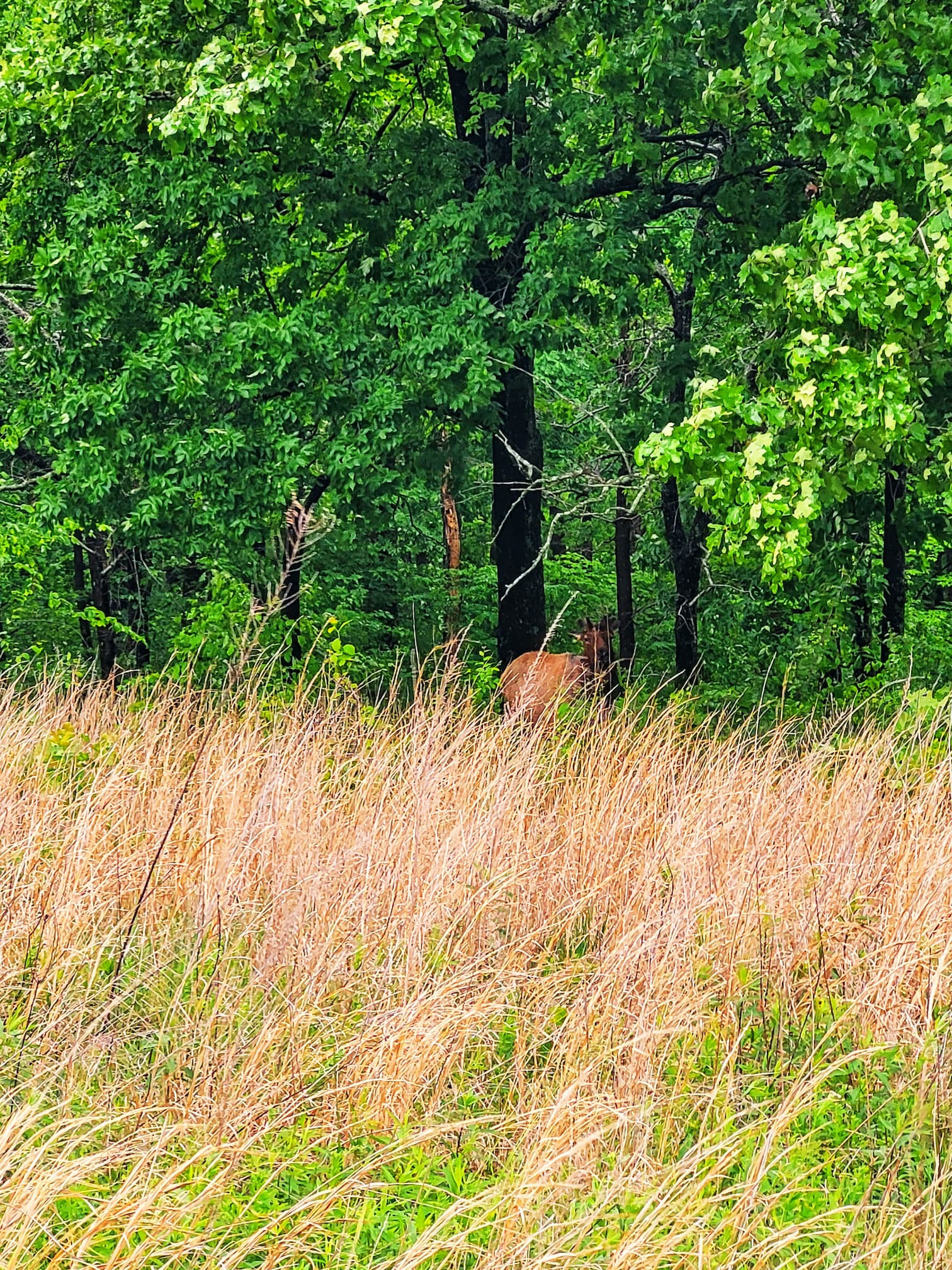 photo of elk at land between the lakes