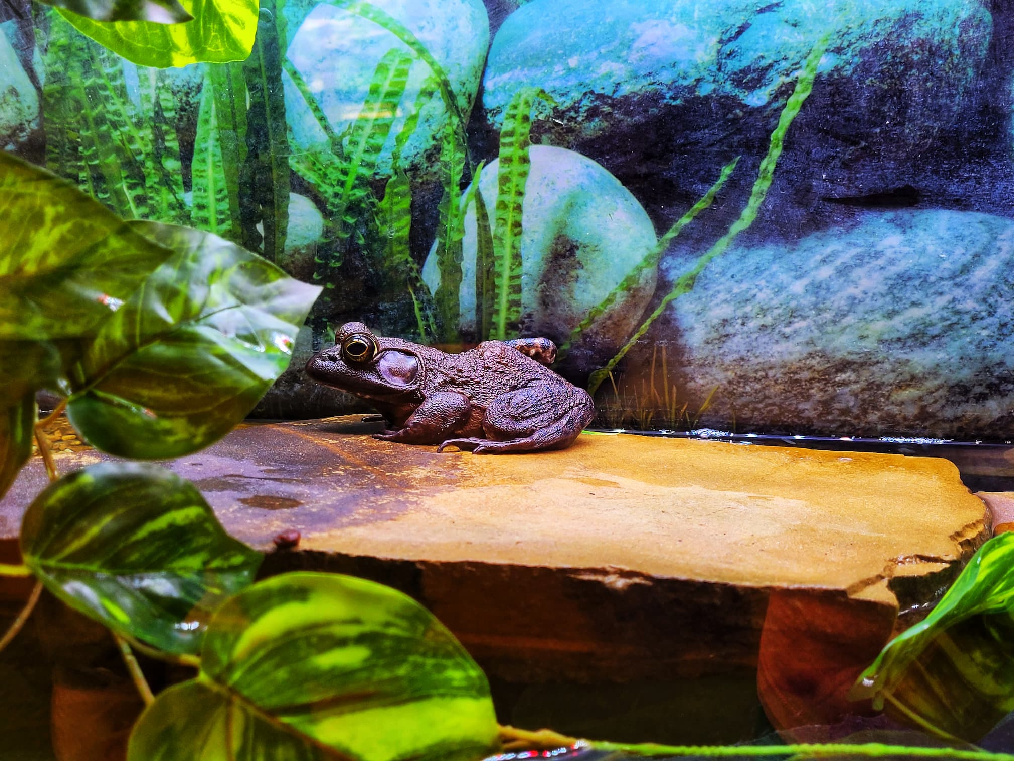 photo of frog at woodlands nature station