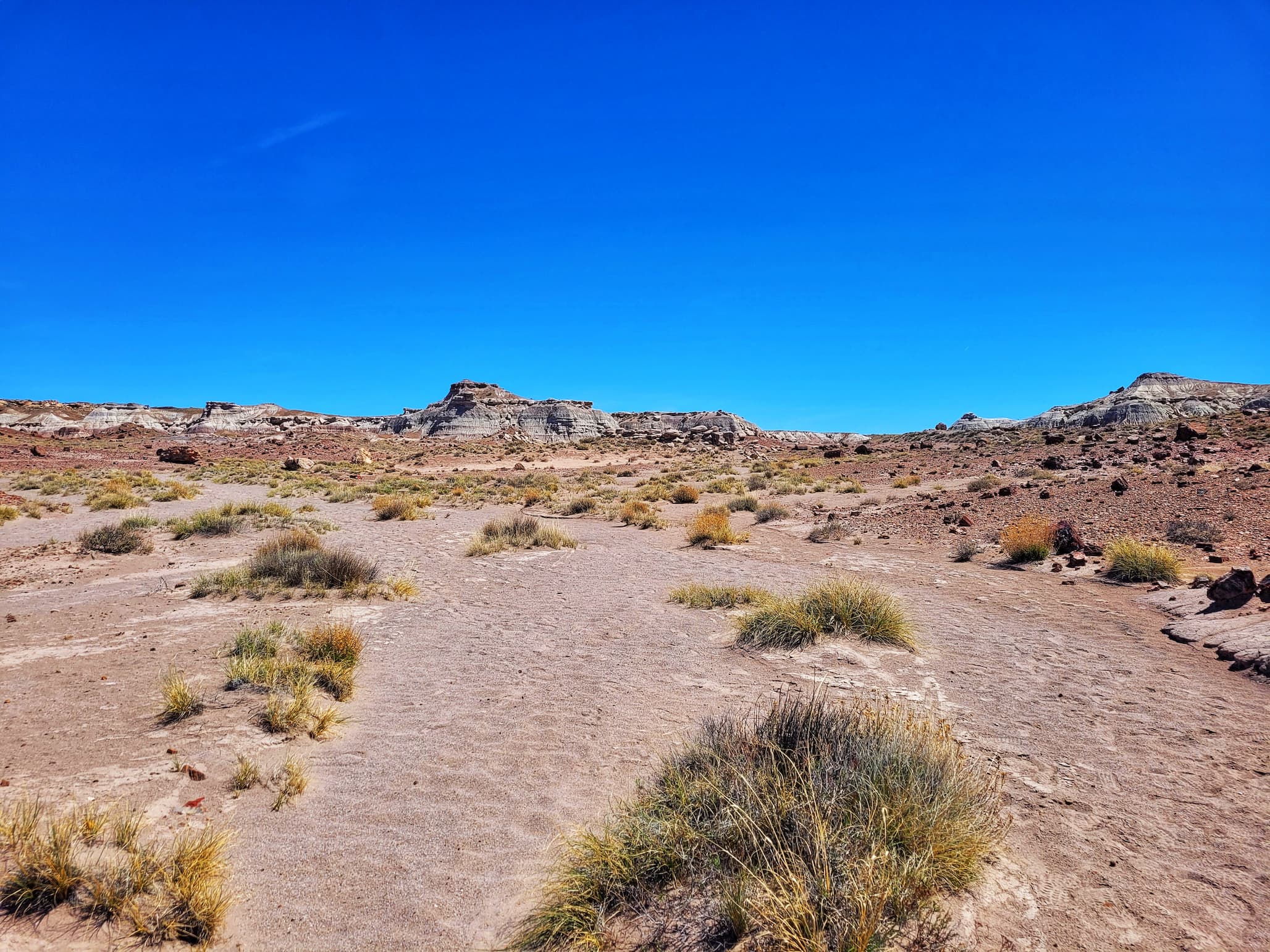 photo of jasper forest off the beaten path trail