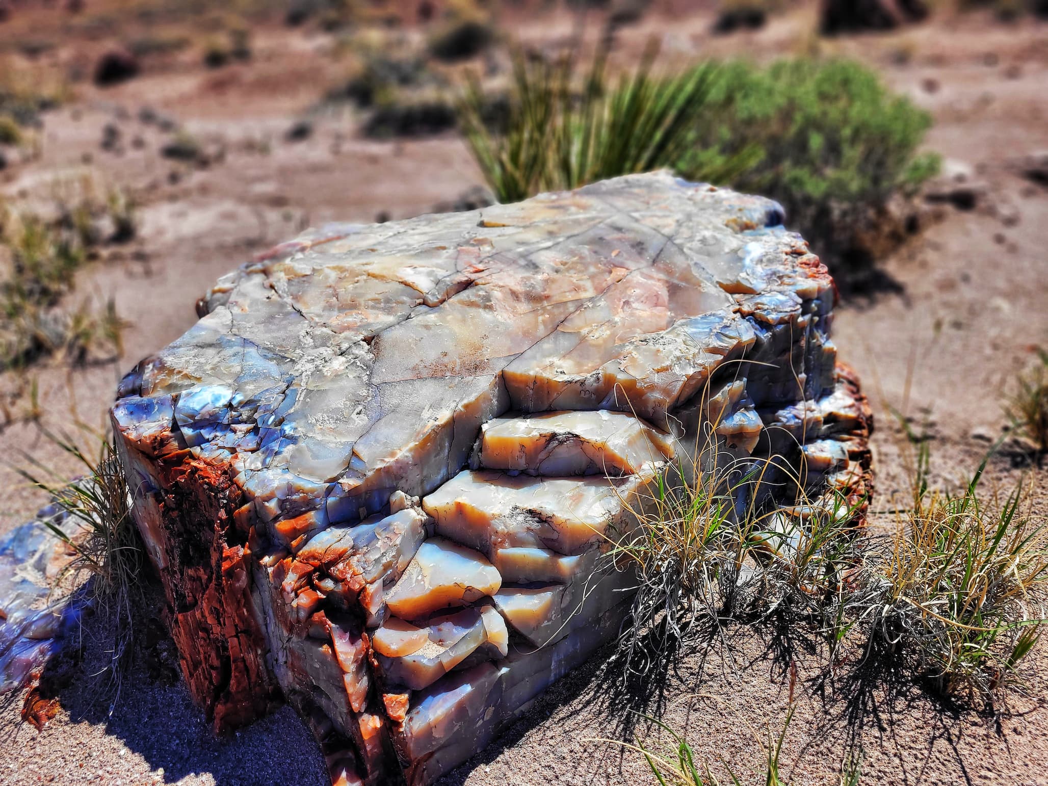 close up photo of piece of petrified wood