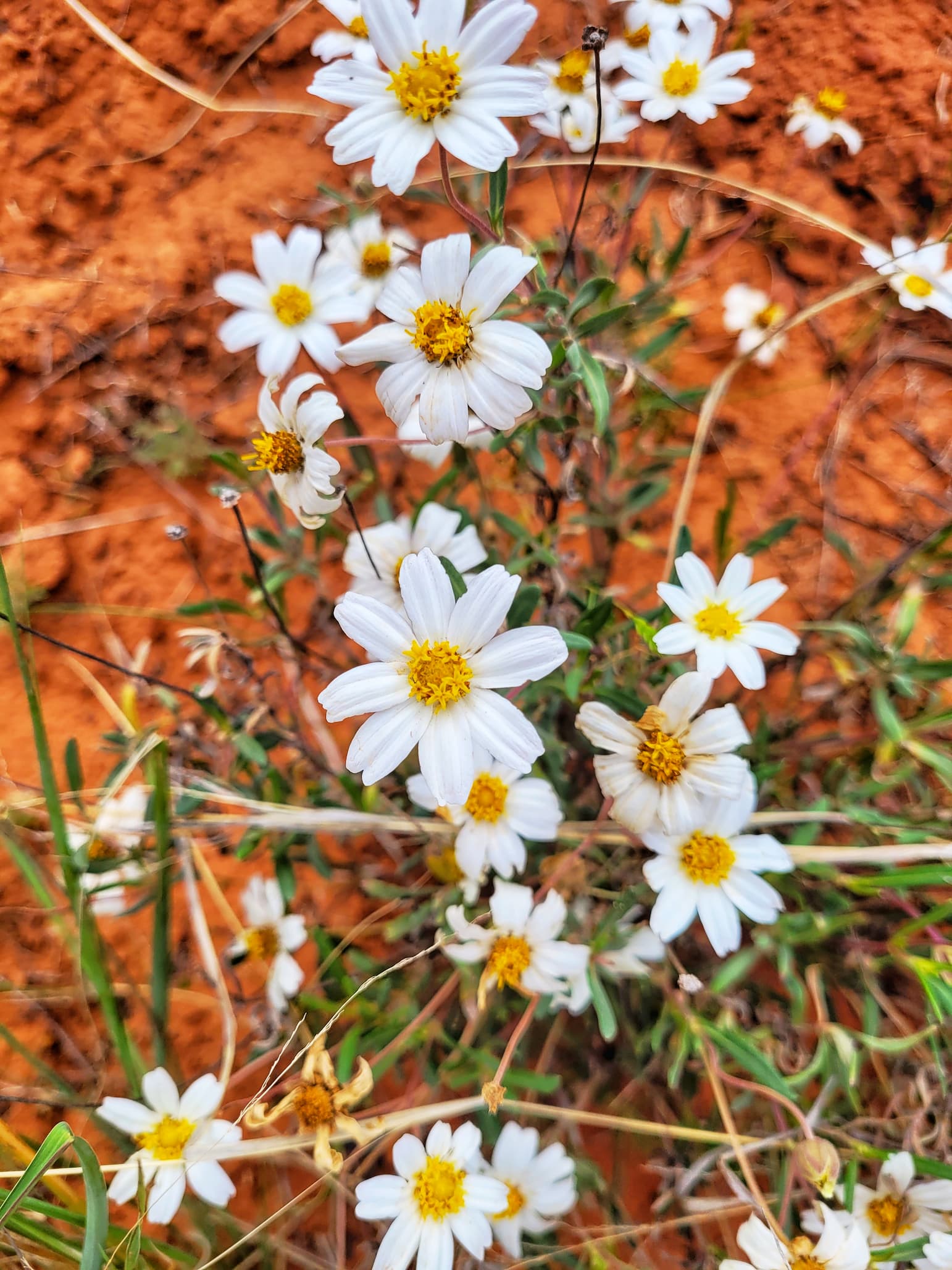 photo of sedona wildflowers
