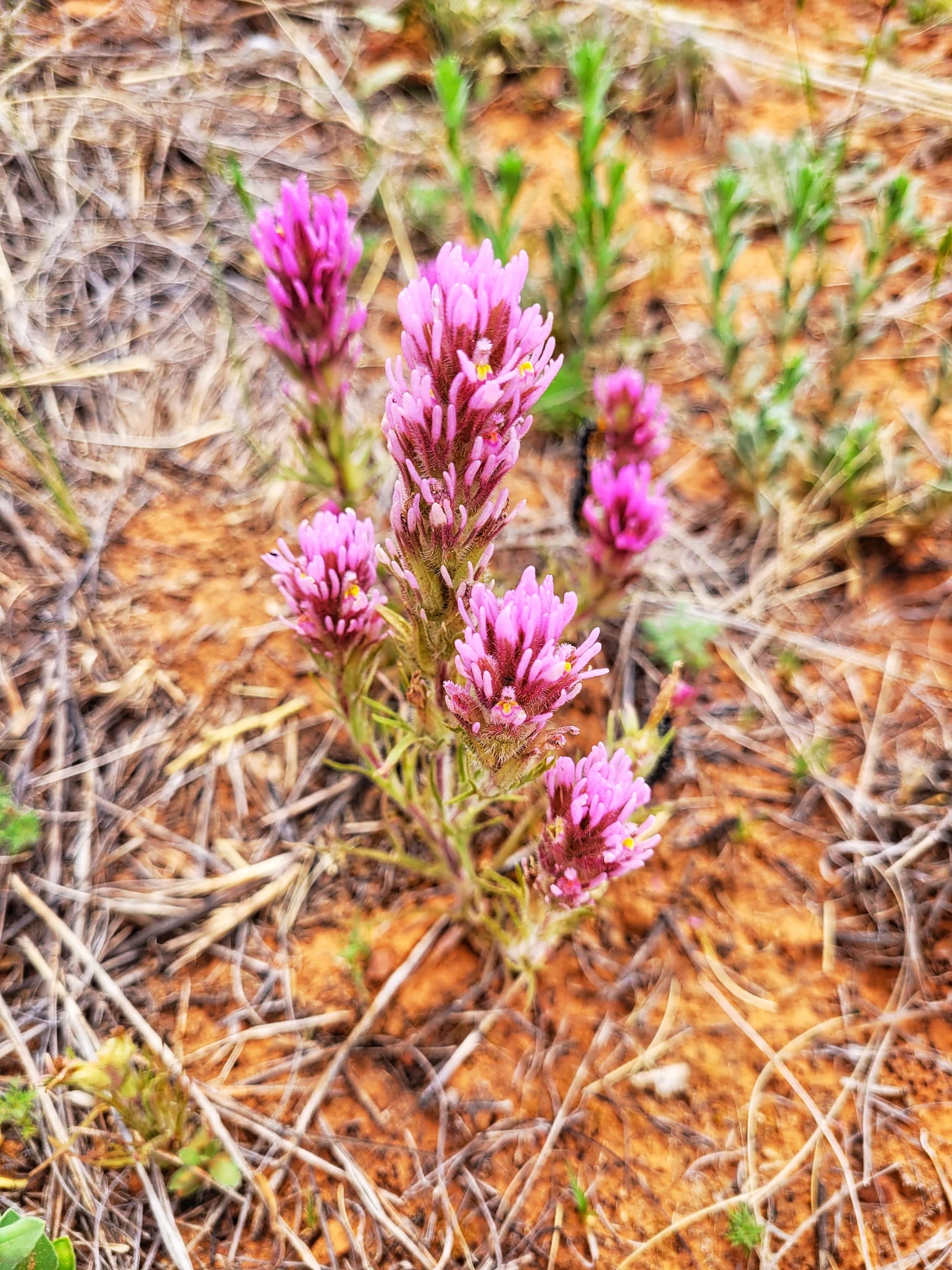 photo of owl clover